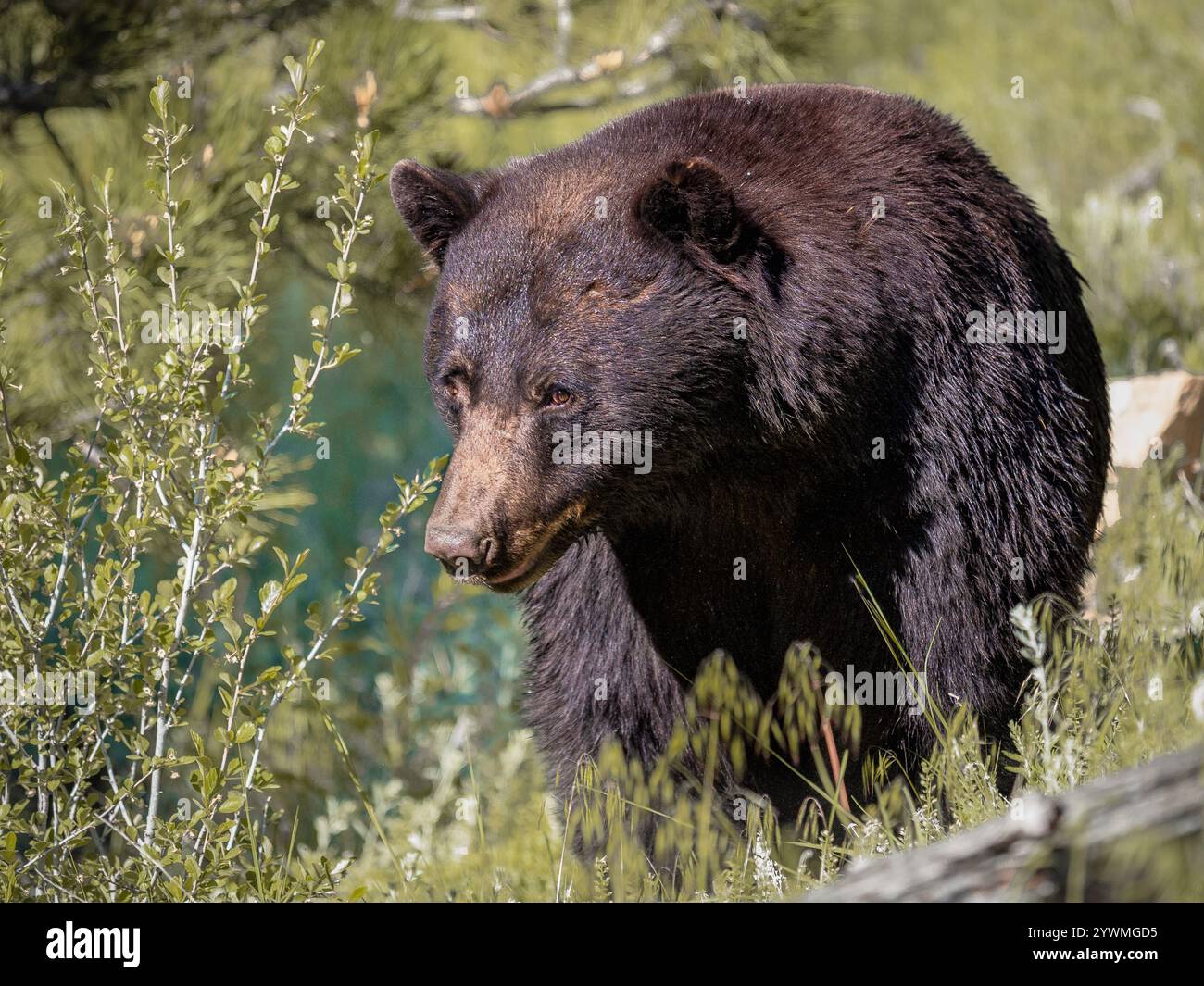 big black bear boar in a meadow in the spring Stock Photo