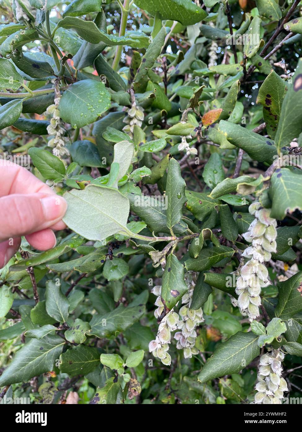 Coast silk tassel (Garrya elliptica) Stock Photo