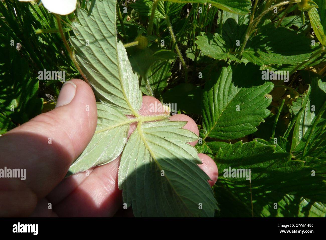 Morango Verde green strawberry (Fragaria viridis Stock Photo - Alamy