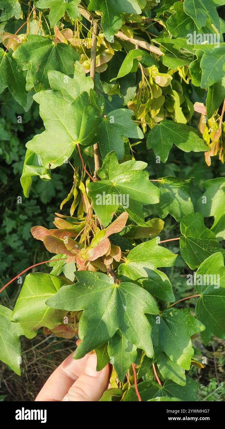 field maple (Acer campestre Stock Photo - Alamy