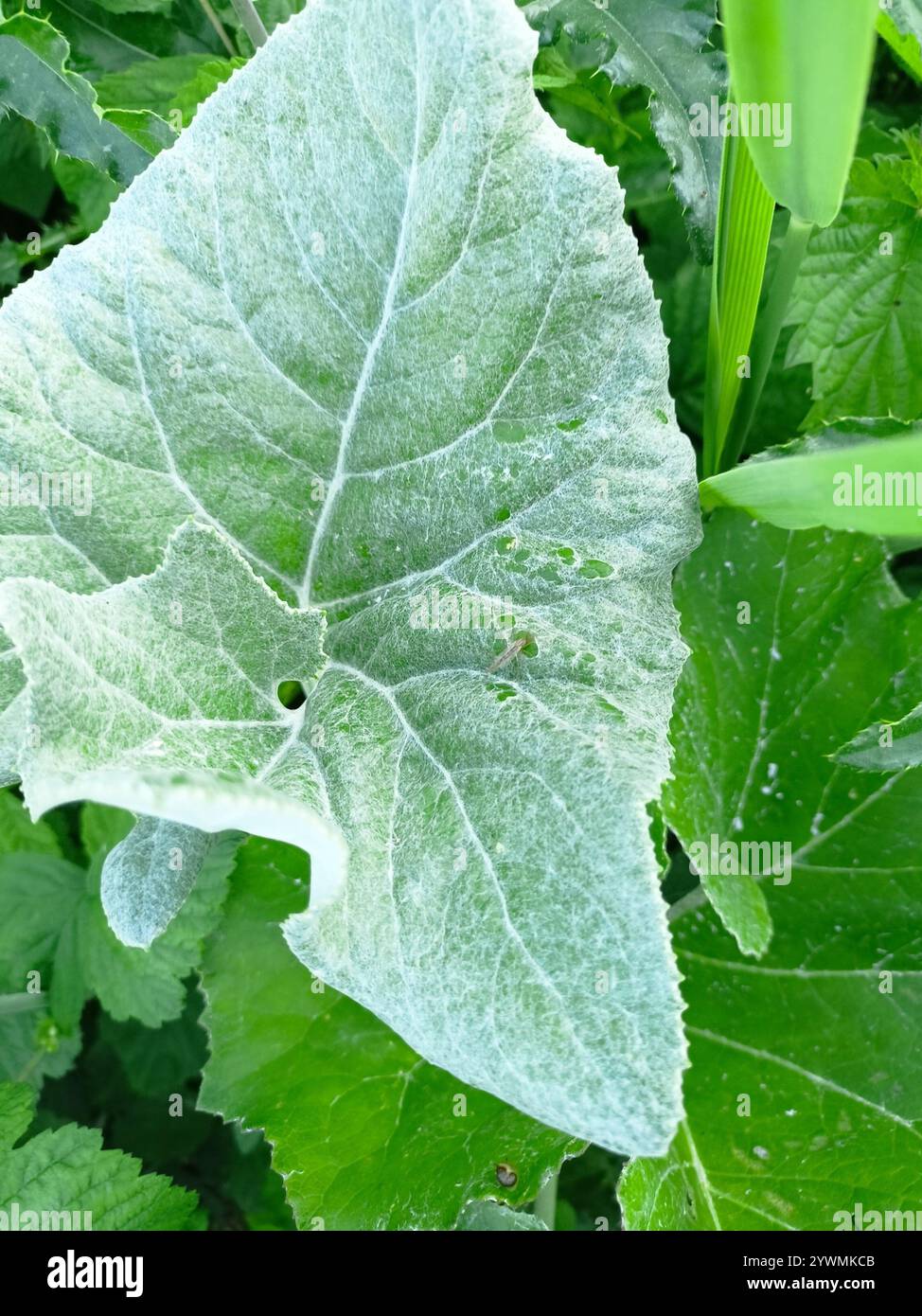 woolly-butterbur-petasites-spurius-stock-photo-alamy