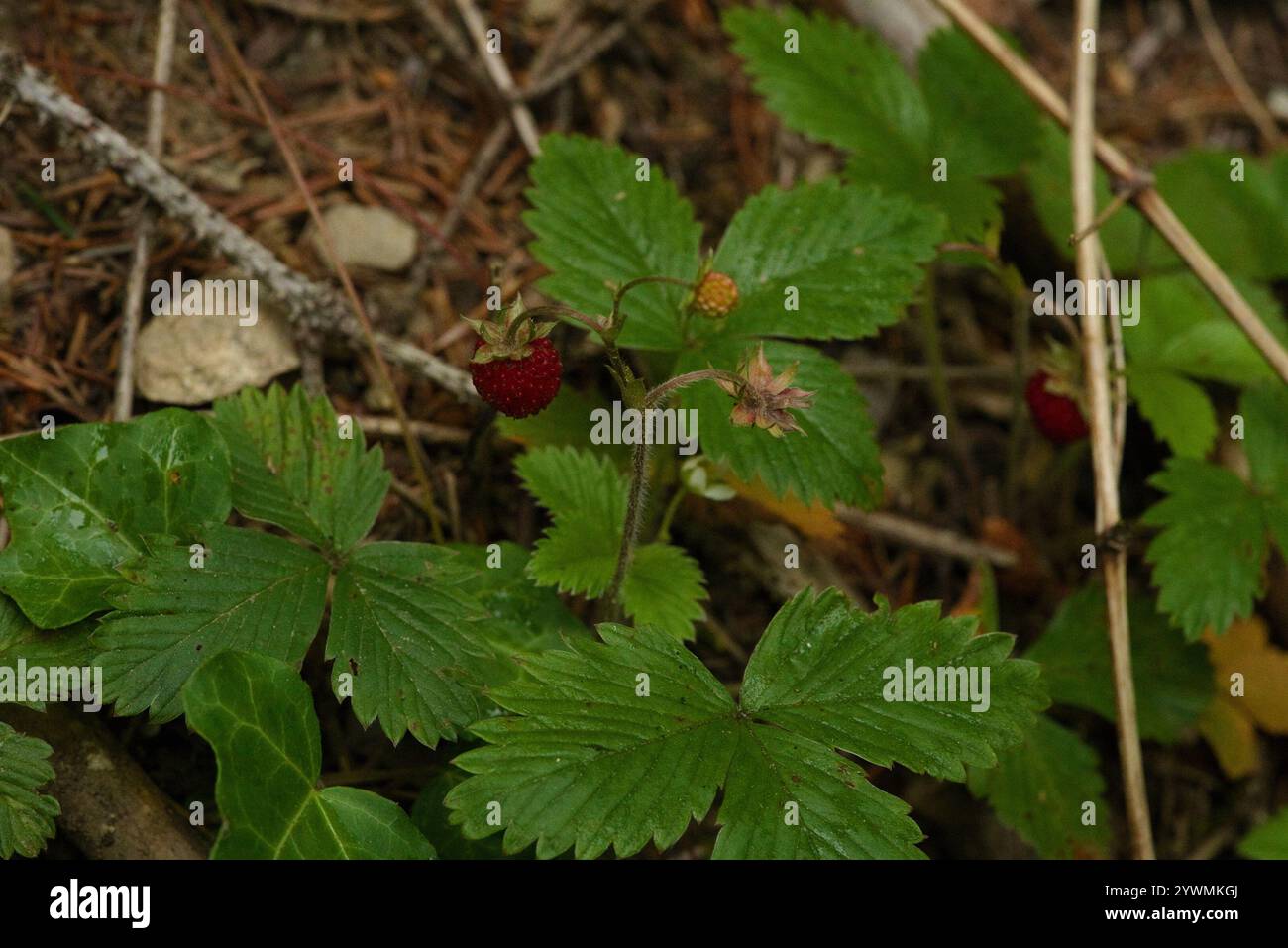 woodland strawberry (Fragaria vesca Stock Photo - Alamy