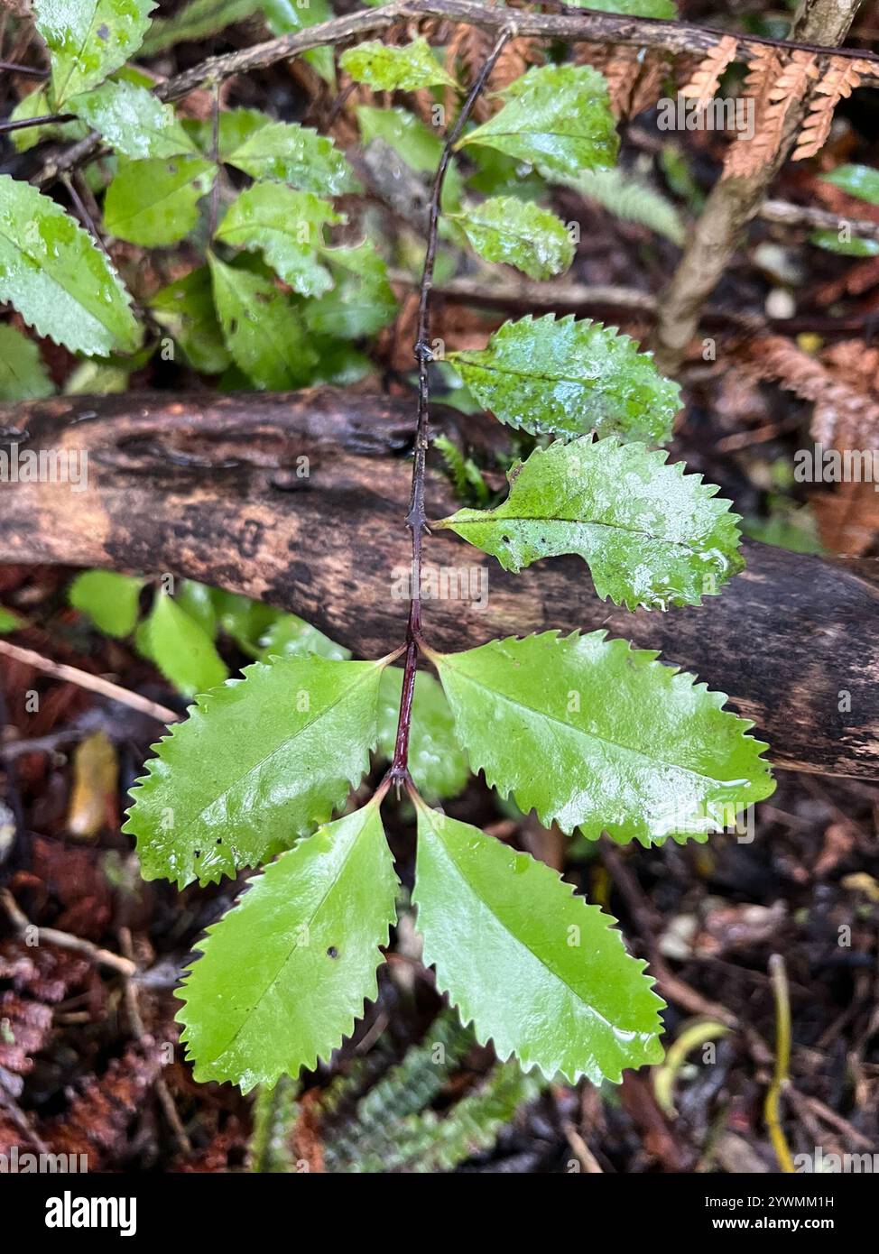 Laurelia novae zelandiae hi-res stock photography and images - Alamy