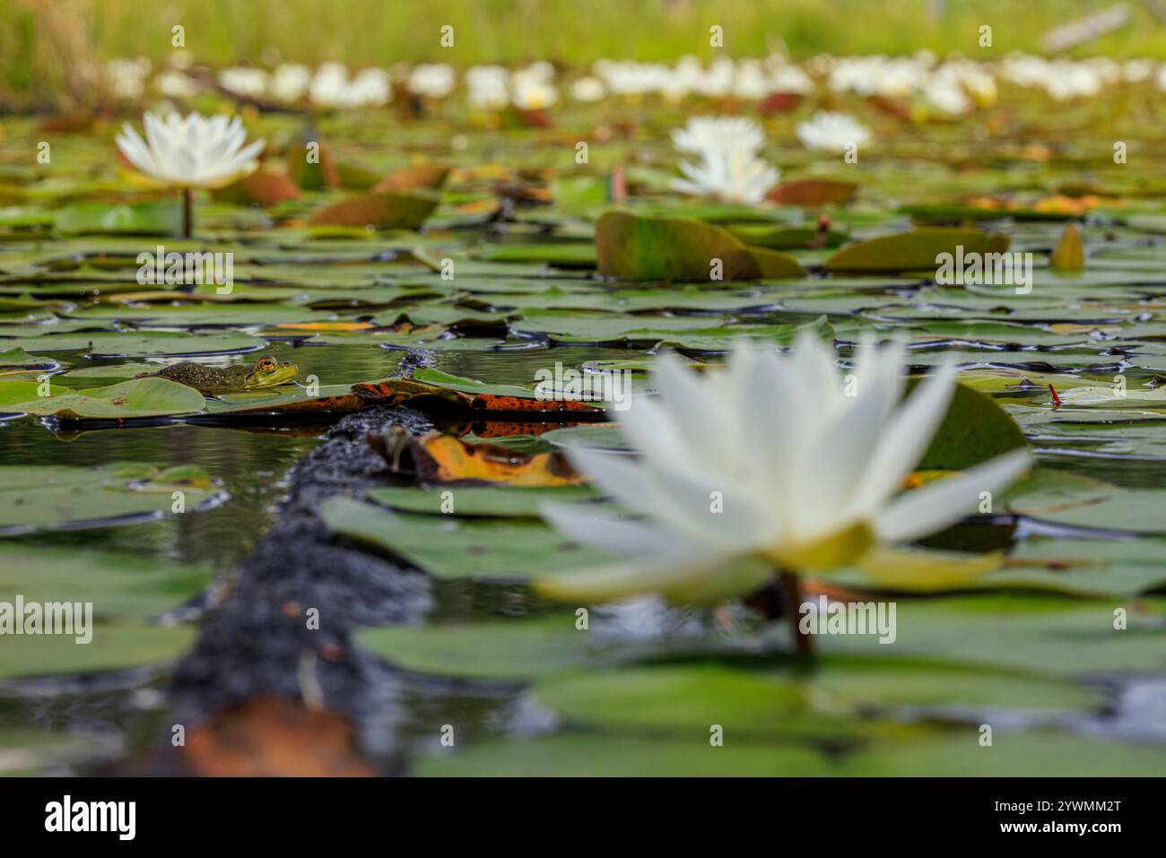 Bullfrog webbed feet hi-res stock photography and images - Alamy