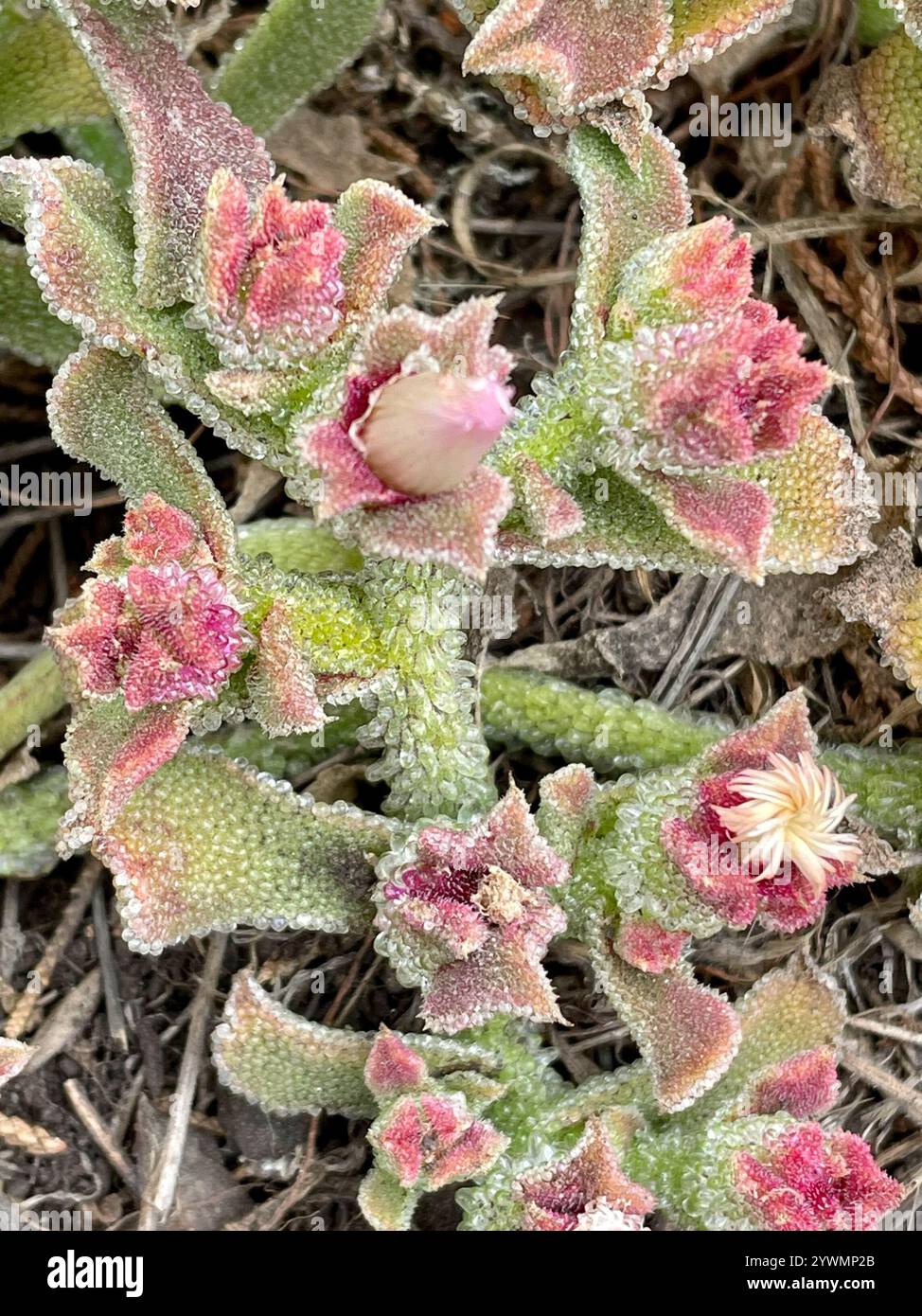 Crystalline Ice Plant