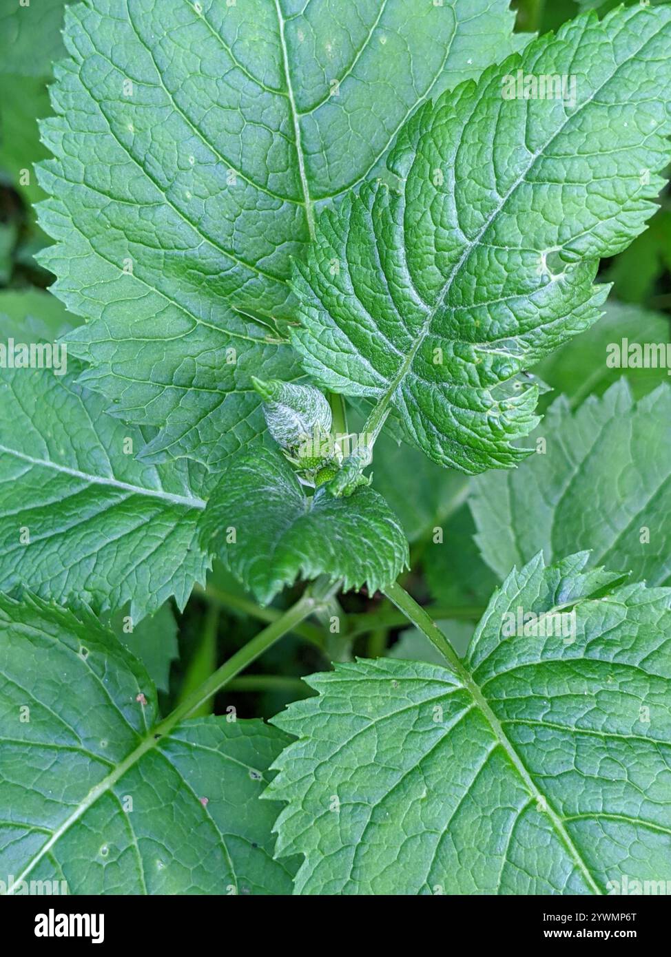 Alpine ragwort (Jacobaea alpina Stock Photo - Alamy