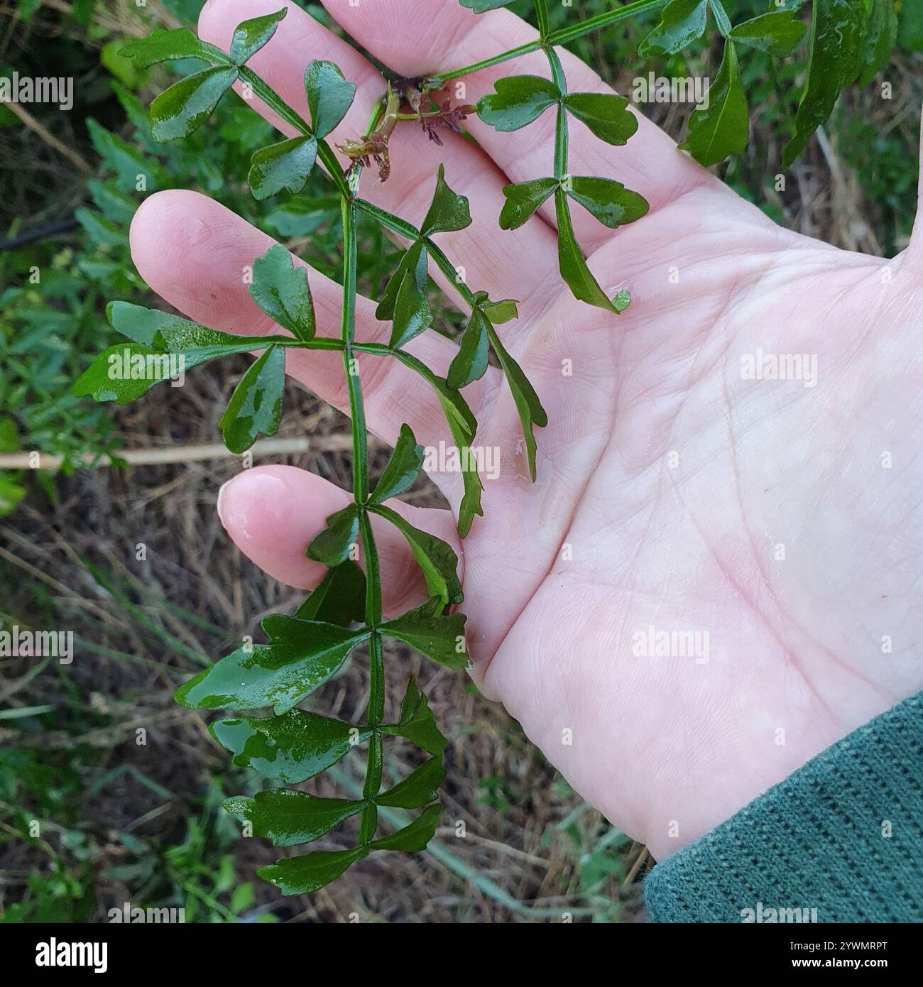 wonga vine (Pandorea pandorana) Stock Photo