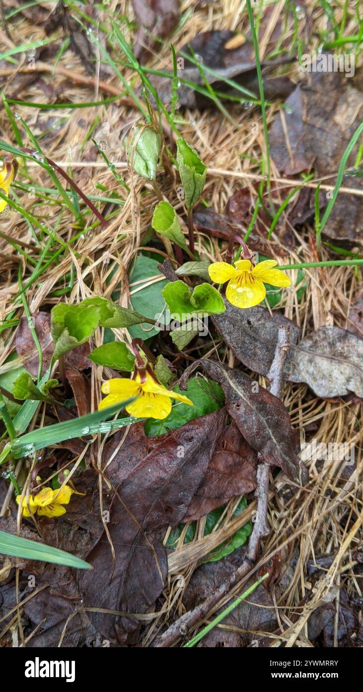 Roundleaf Violet Viola orbiculata hi-res stock photography and images - Alamy