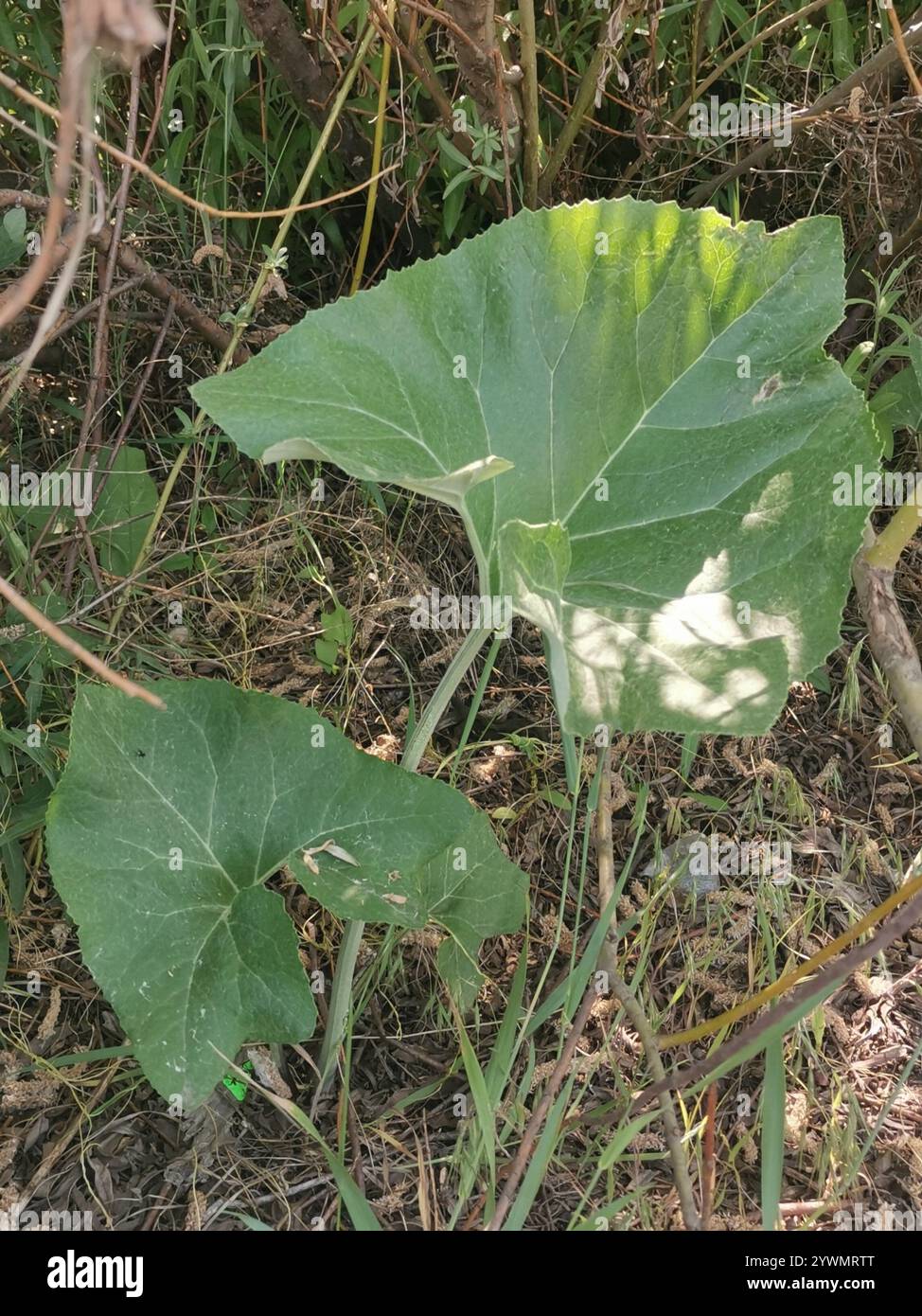 woolly-butterbur-petasites-spurius-stock-photo-alamy