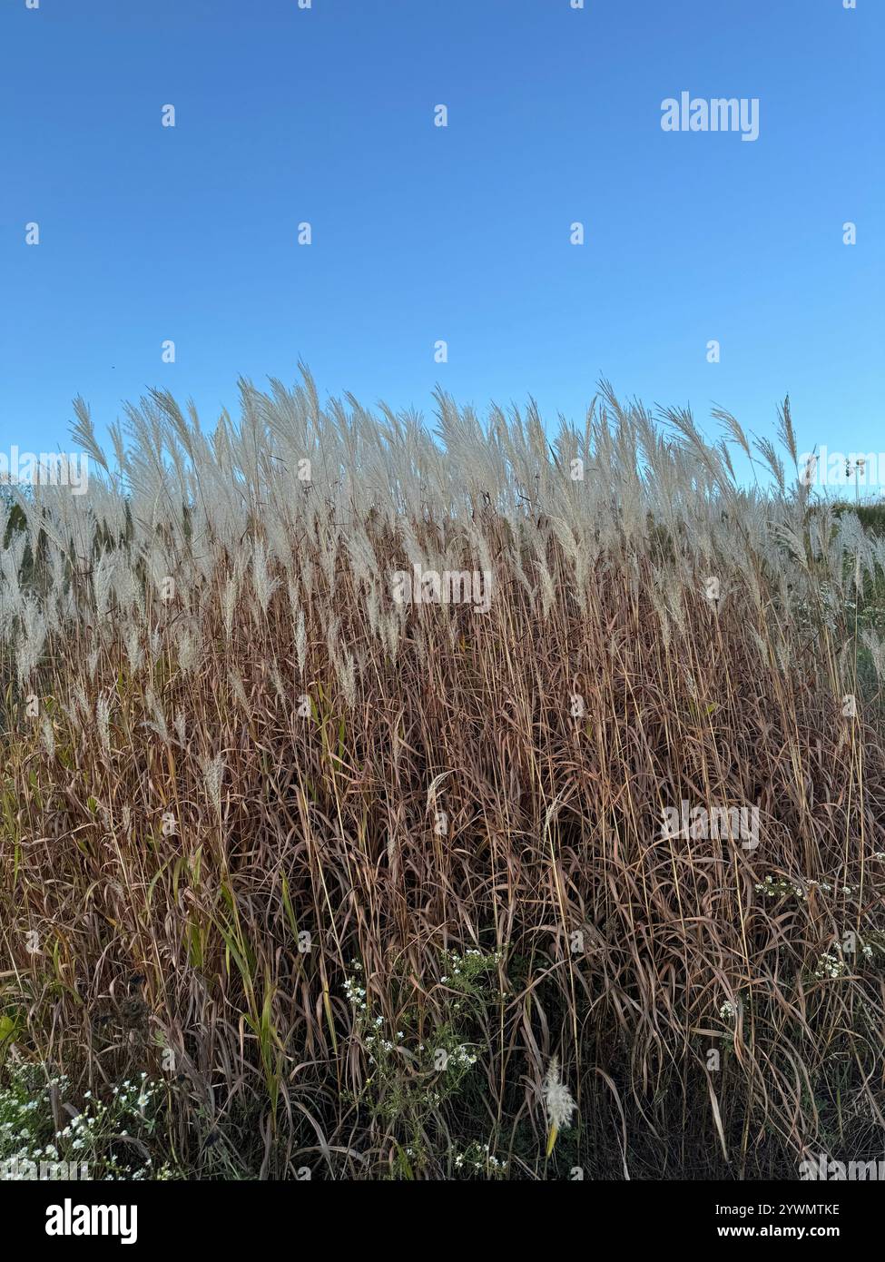 Pampas Grass - Smartphone Captured Stock Image