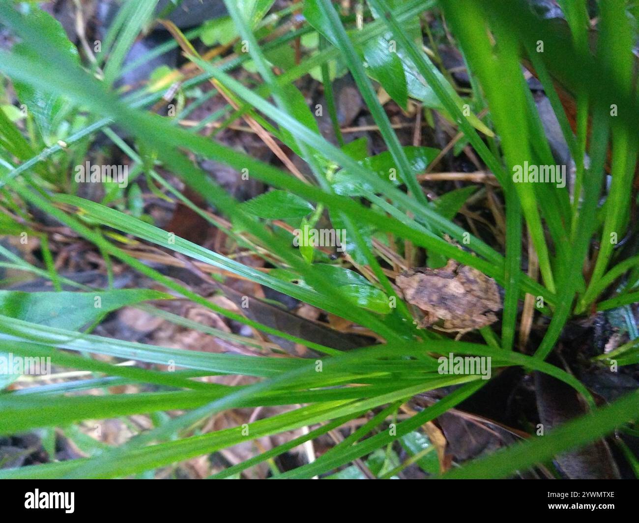 Frogs and Toads (Anura Stock Photo - Alamy