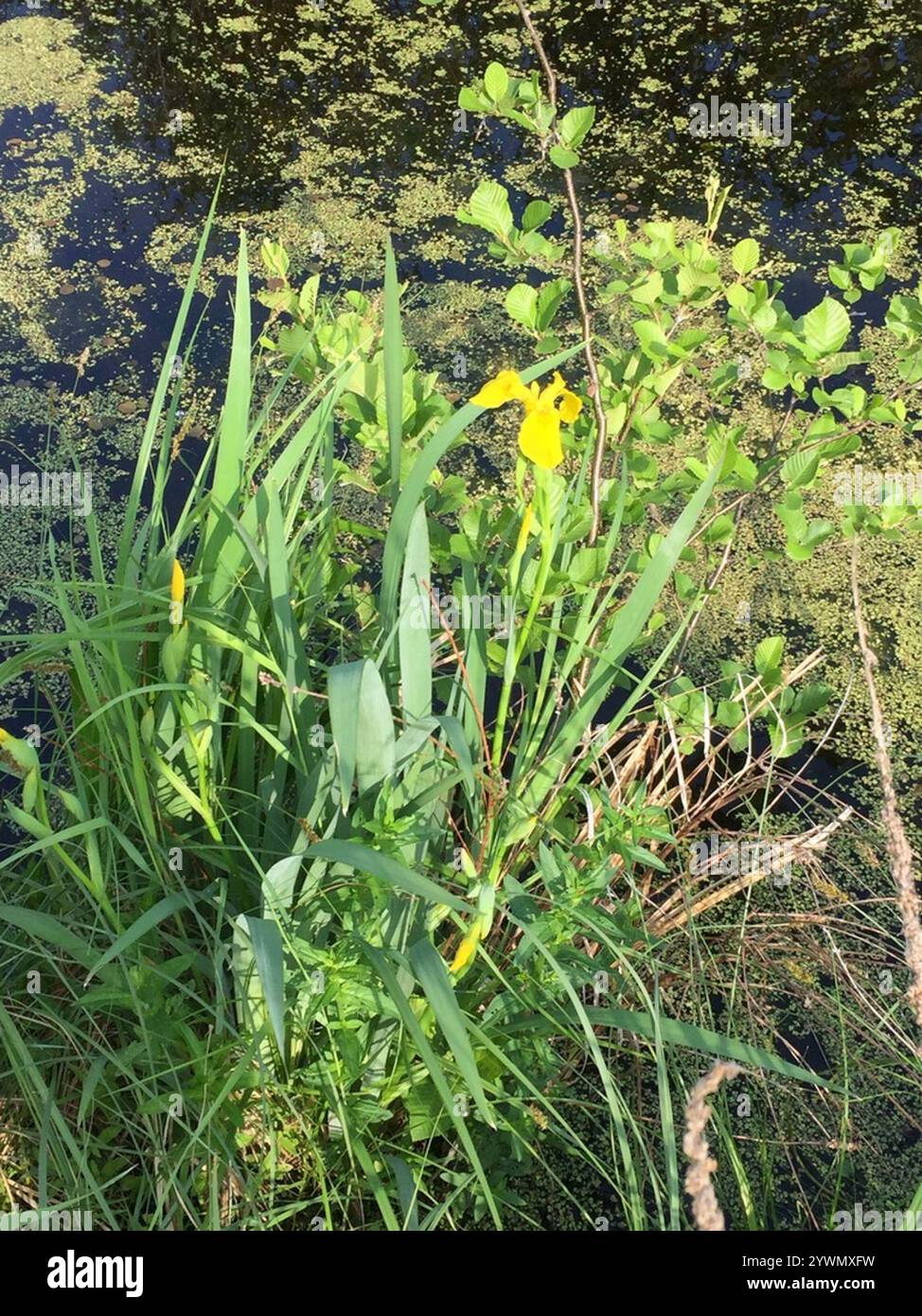 Yellow Iris Iris Pseudacorus Stock Photo Alamy