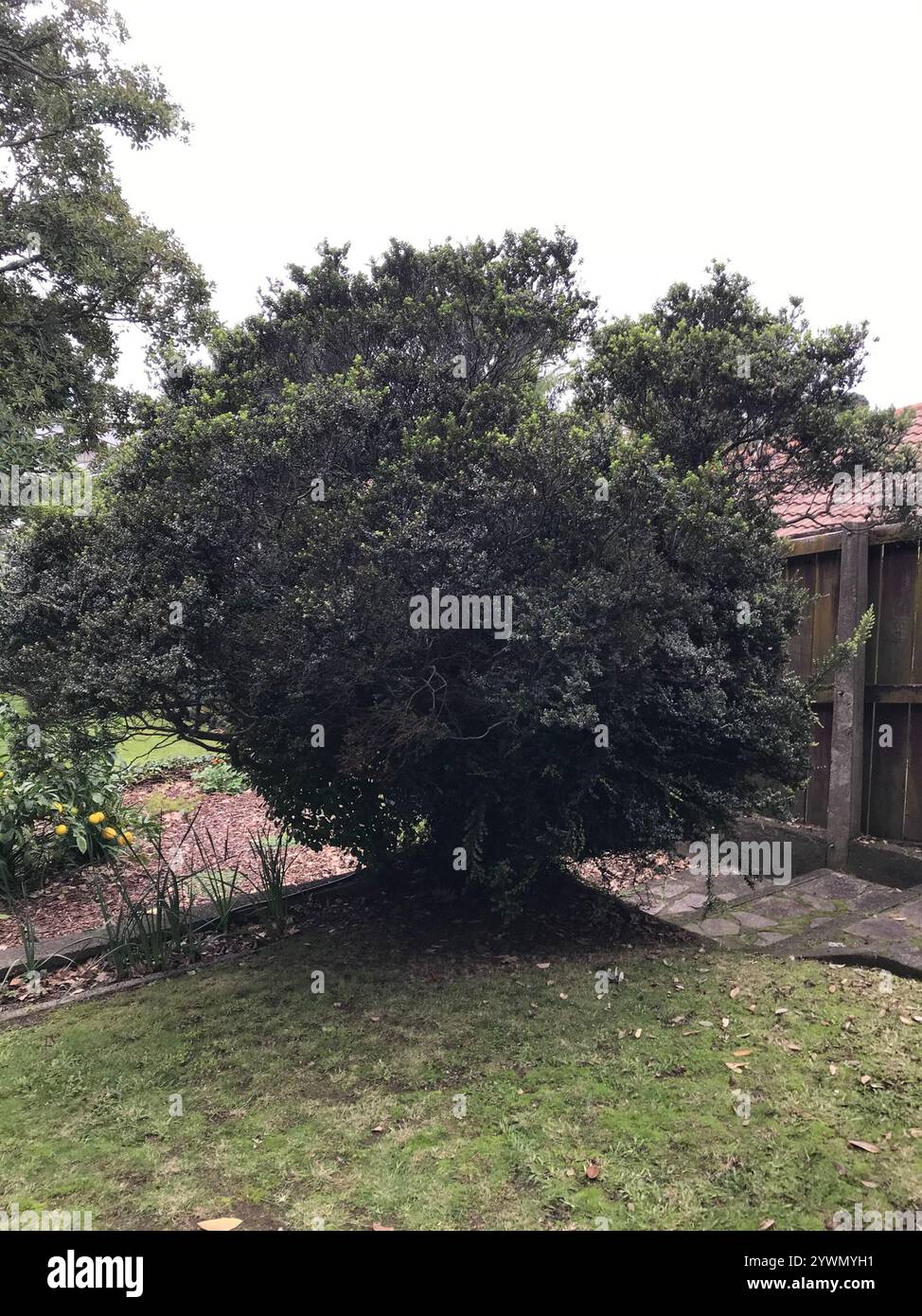 climbing rātā (Metrosideros perforata Stock Photo - Alamy