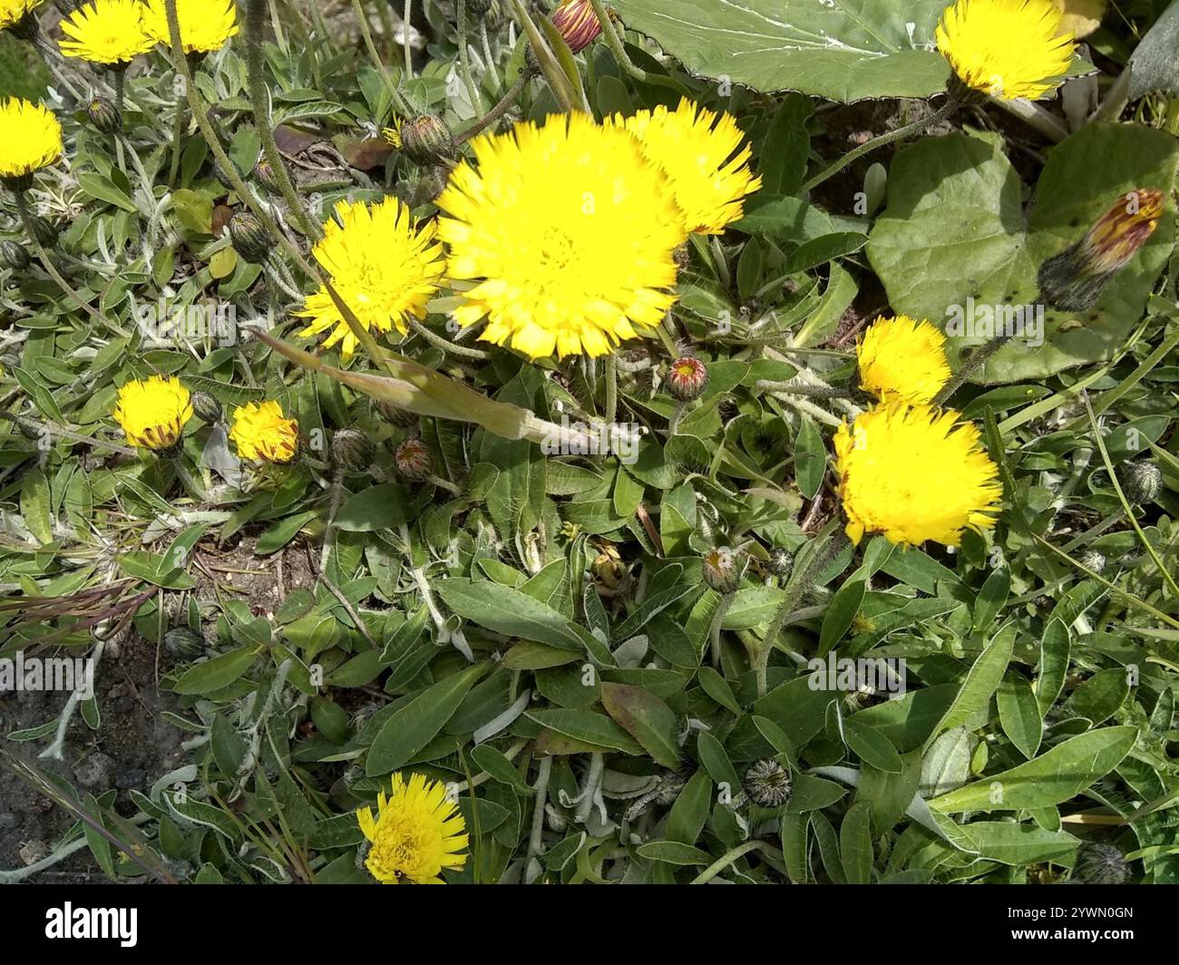 dandelions, hawksbeards, and rattlesnake roots (Crepidinae Stock Photo ...