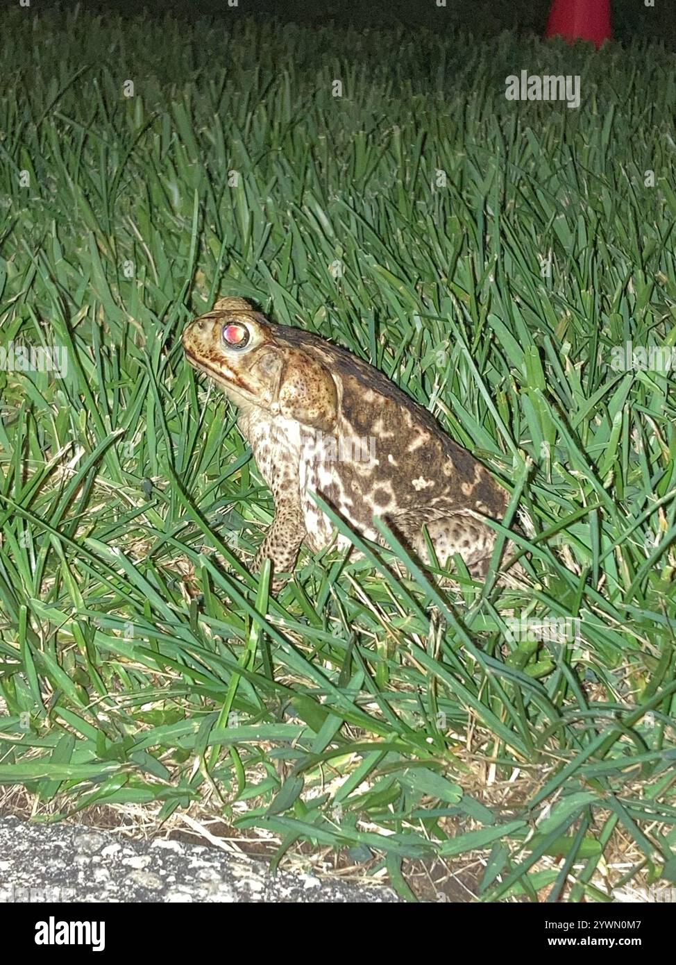 Cane Toad (Rhinella marina Stock Photo - Alamy