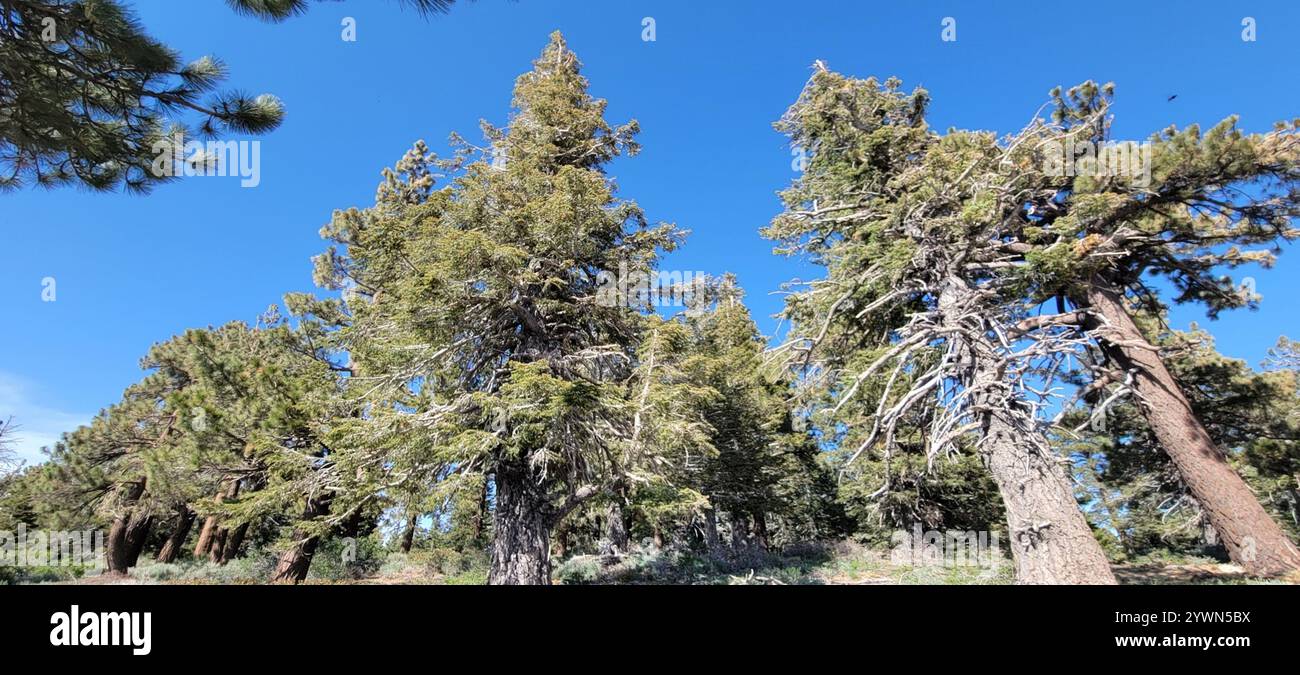 Colorado fir abies concolor hi-res stock photography and images - Alamy