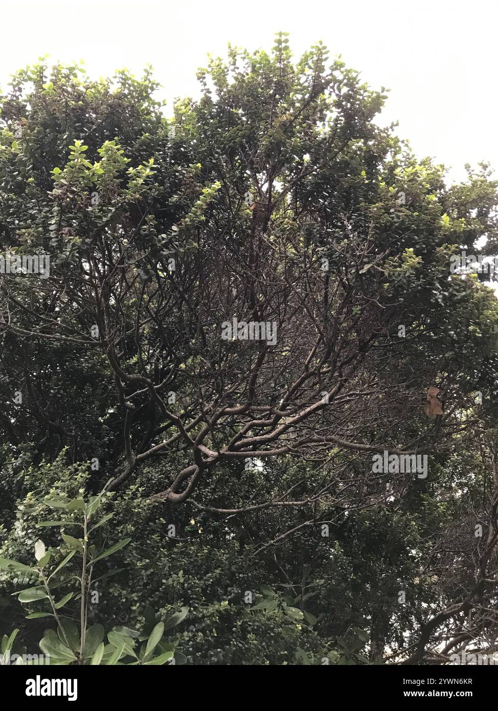 climbing rātā (Metrosideros perforata Stock Photo - Alamy