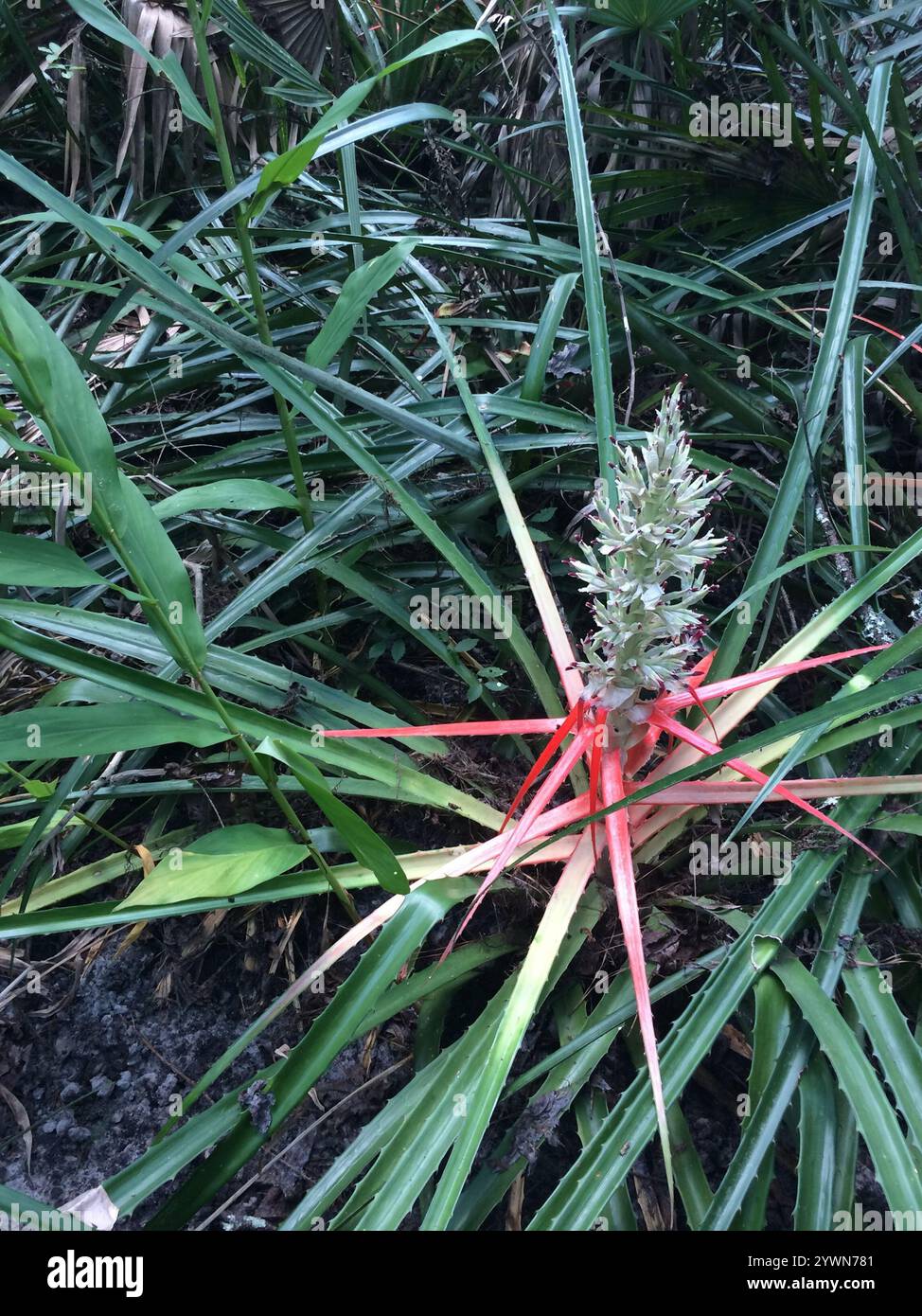 piñuela (Bromelia pinguin Stock Photo - Alamy