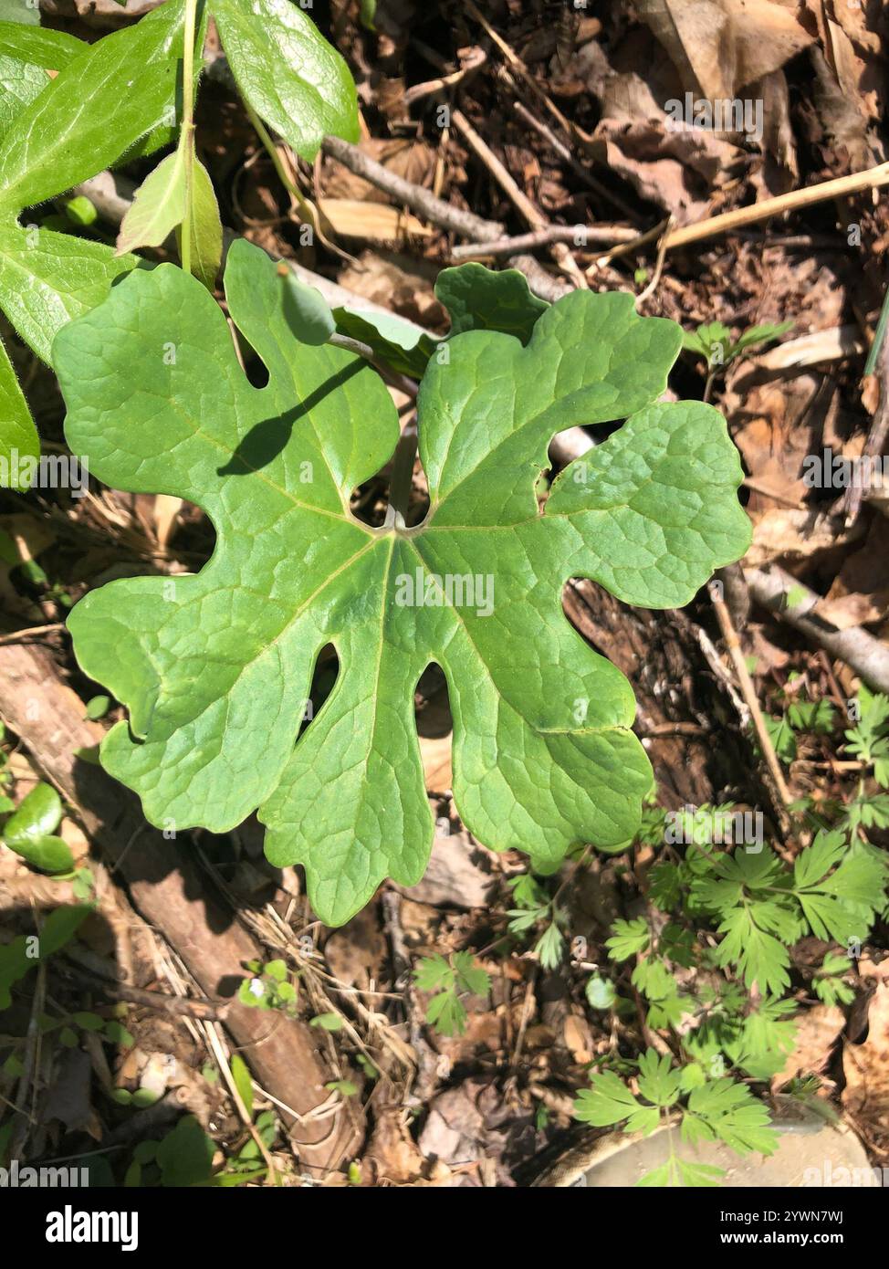 bloodroot (Sanguinaria canadensis Stock Photo - Alamy