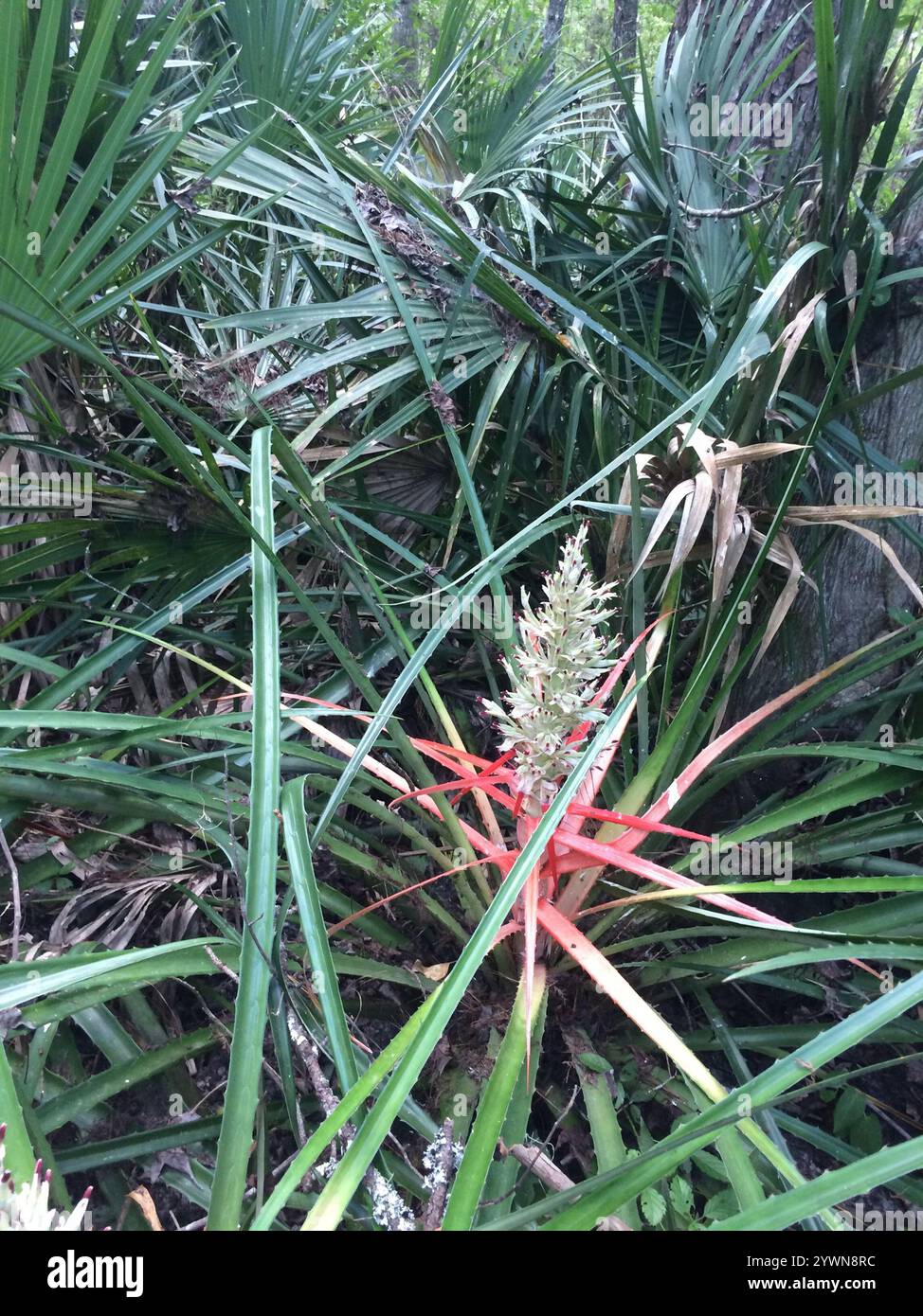 piñuela (Bromelia pinguin Stock Photo - Alamy