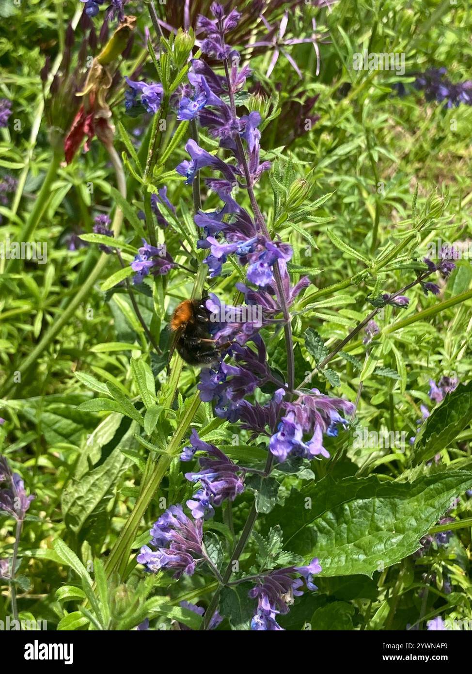Tree Bumble Bee (Bombus hypnorum Stock Photo - Alamy