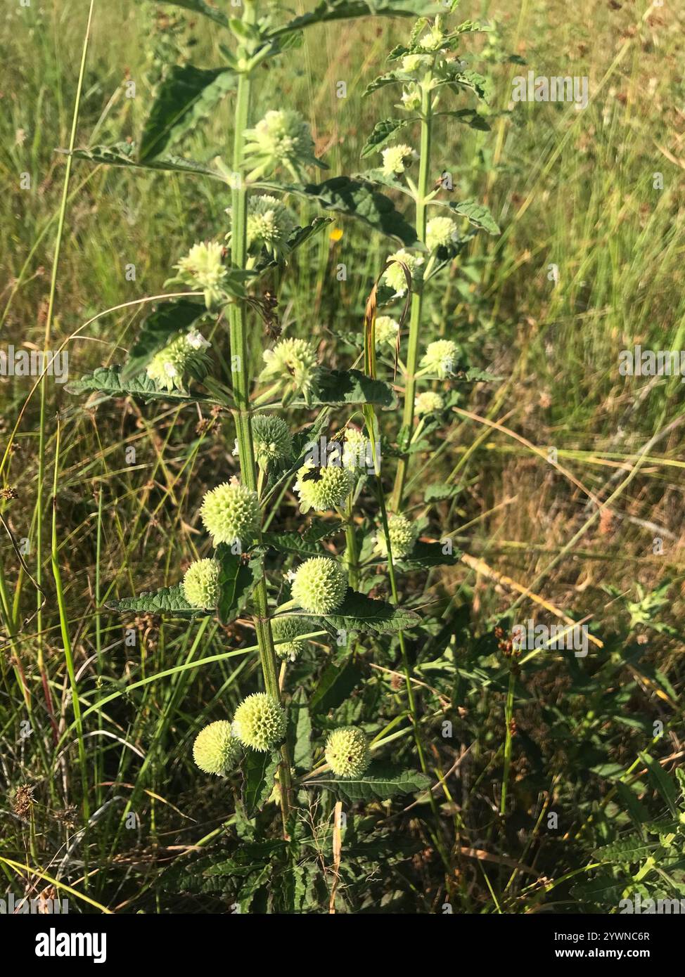 Bushmint Musky mint (Hyptis alata Stock Photo - Alamy