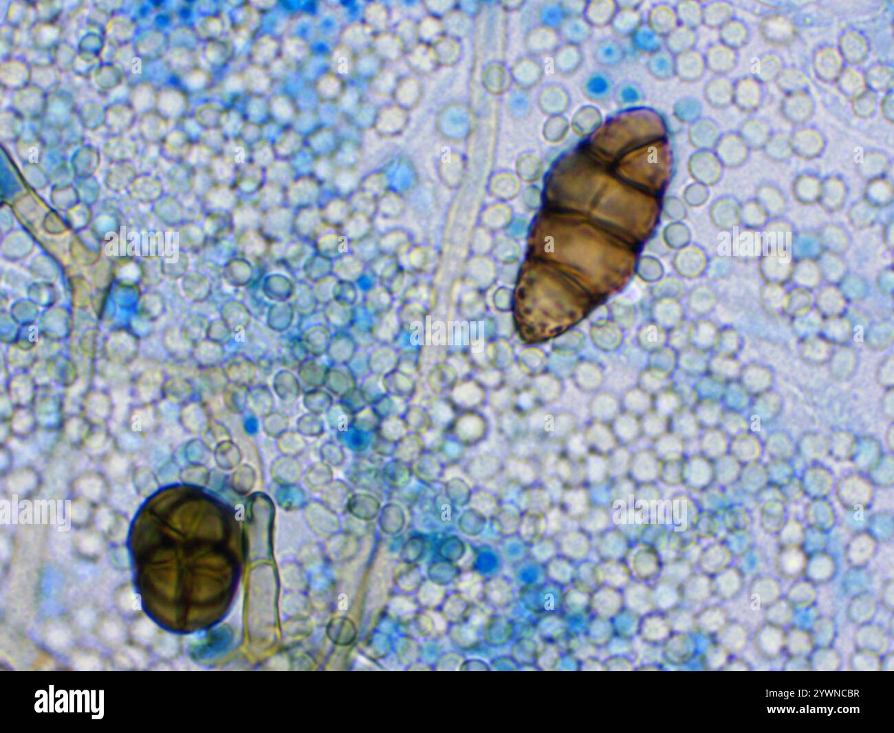 Alternaria hi-res stock photography and images - Alamy