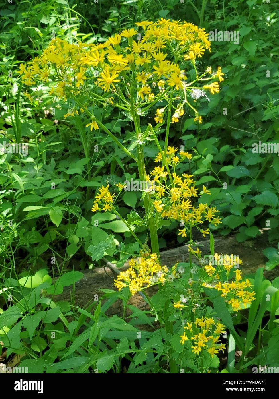 golden ragwort (Packera aurea Stock Photo - Alamy