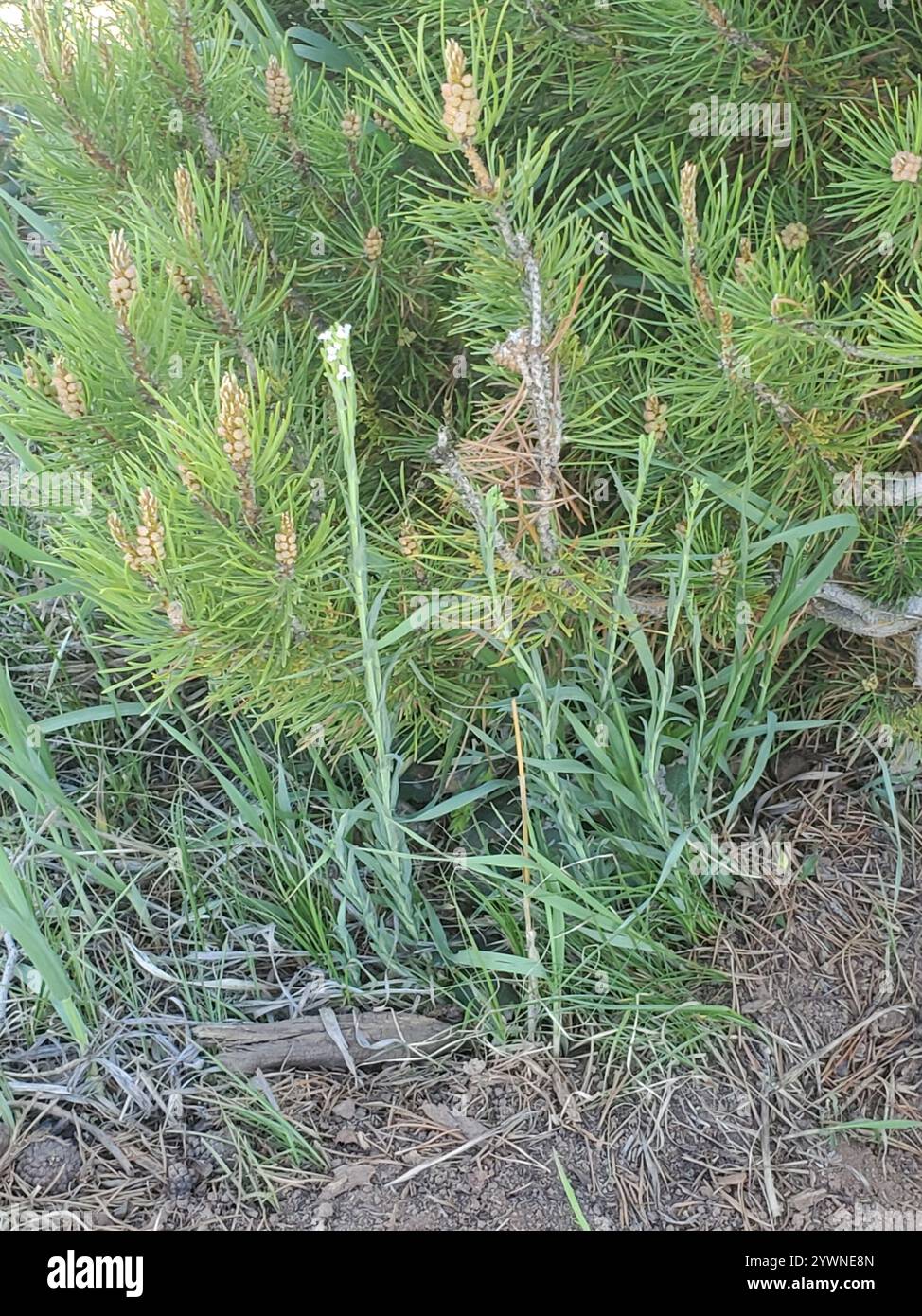 drummond's rockcress (Boechera stricta Stock Photo - Alamy
