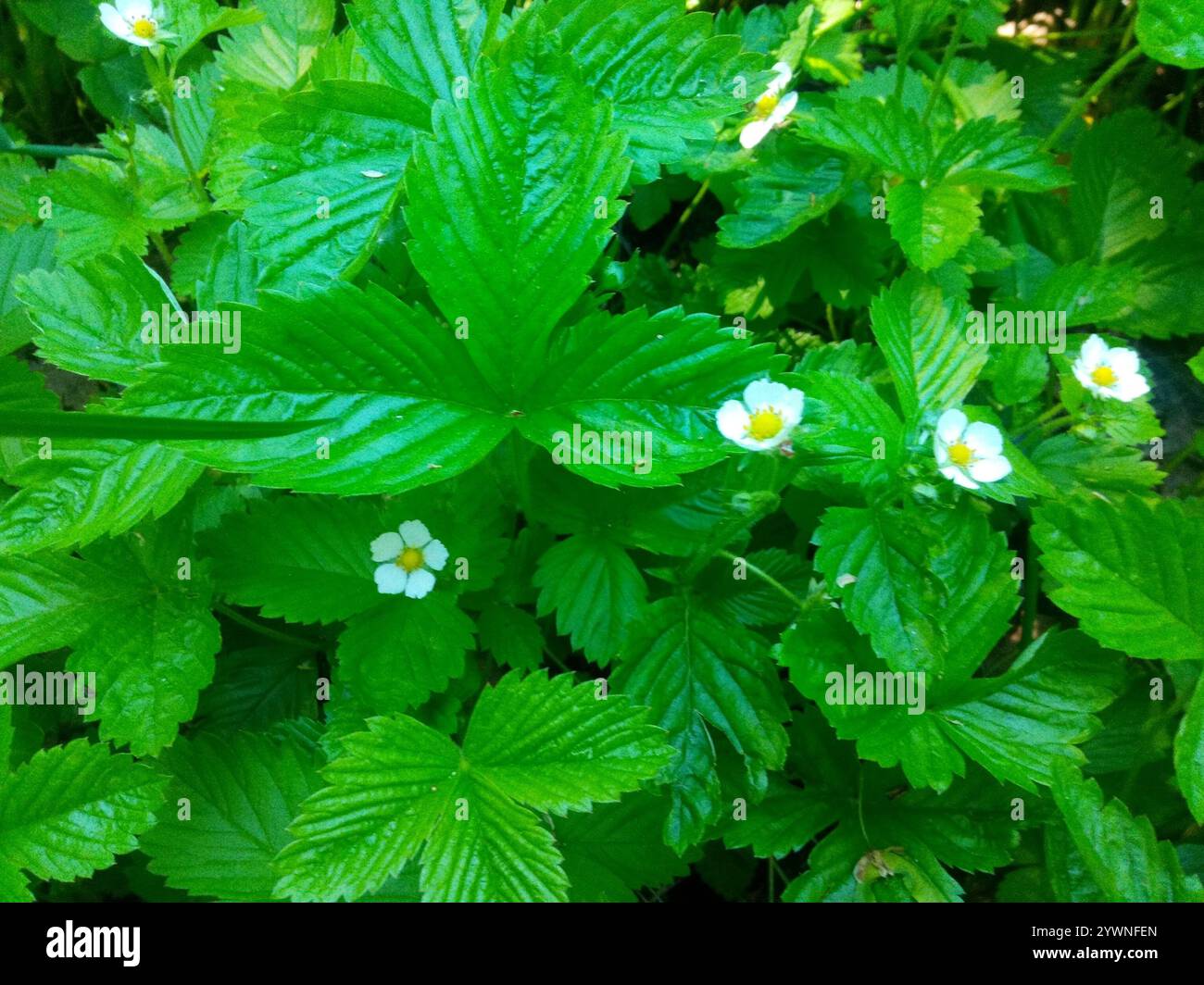 woodland strawberry (Fragaria vesca Stock Photo - Alamy