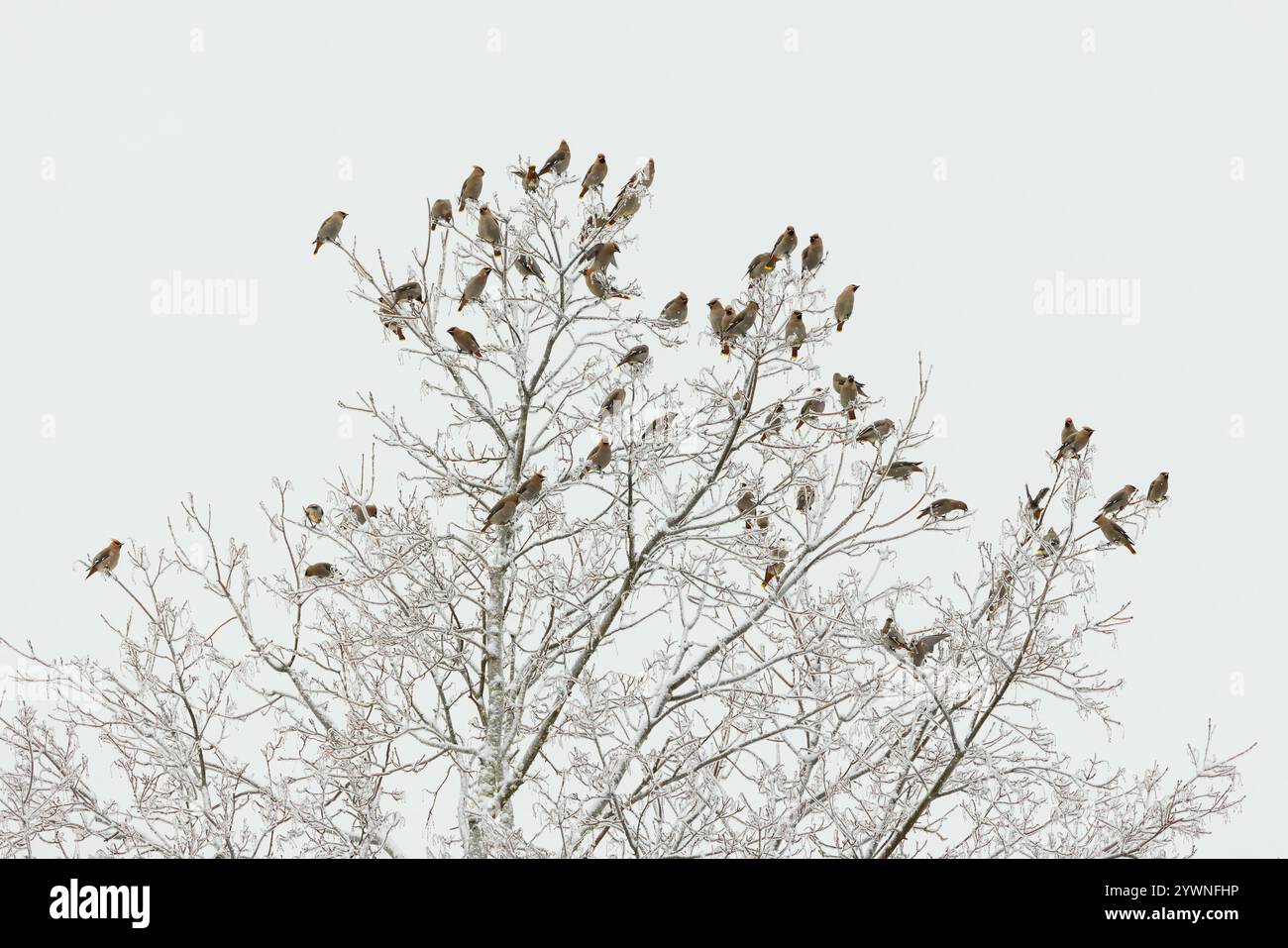 A flock of Bohemian Waxwings roast in an icy tree. Stock Photo