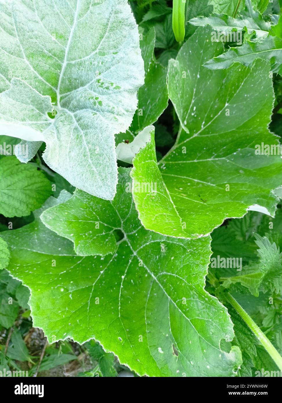 woolly-butterbur-petasites-spurius-stock-photo-alamy