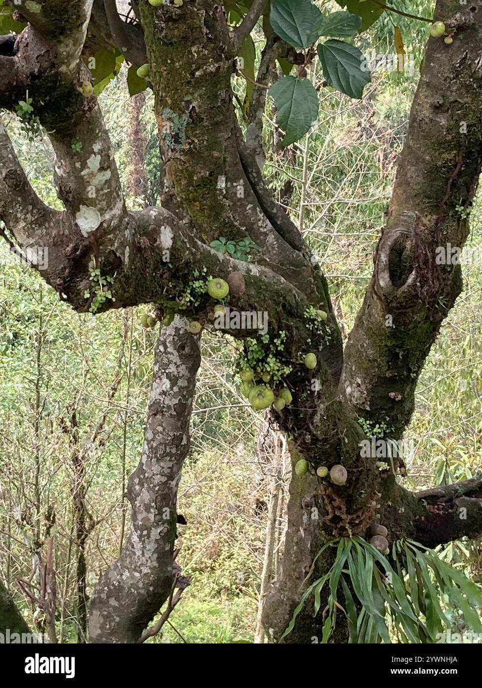 Roxburgh fig (Ficus auriculata Stock Photo - Alamy