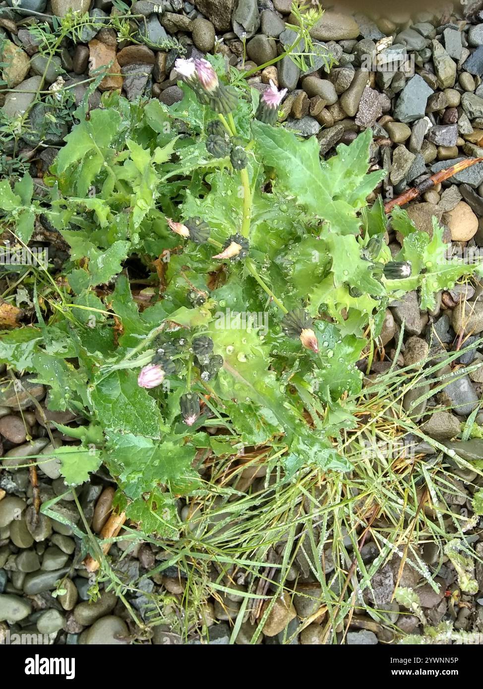 dandelions, hawksbeards, and rattlesnake roots (Crepidinae Stock Photo ...