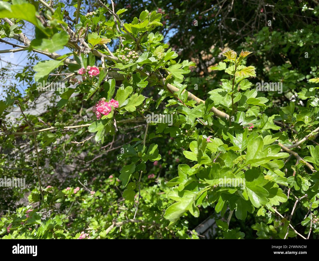 flowering plants (Angiospermae Stock Photo - Alamy