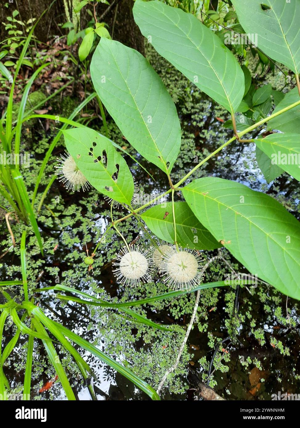 buttonbush (Cephalanthus occidentalis Stock Photo - Alamy