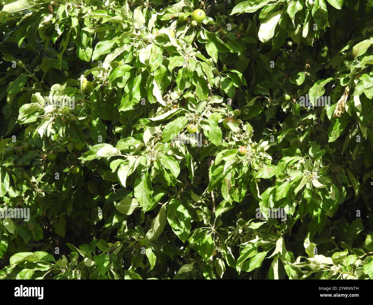 flowering plants (Angiospermae Stock Photo - Alamy