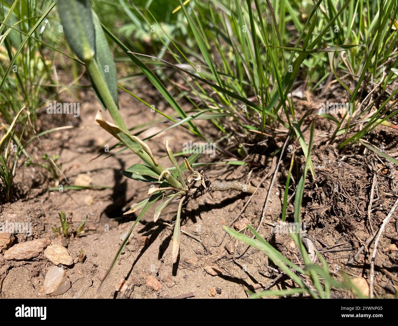 drummond's rockcress (Boechera stricta Stock Photo - Alamy