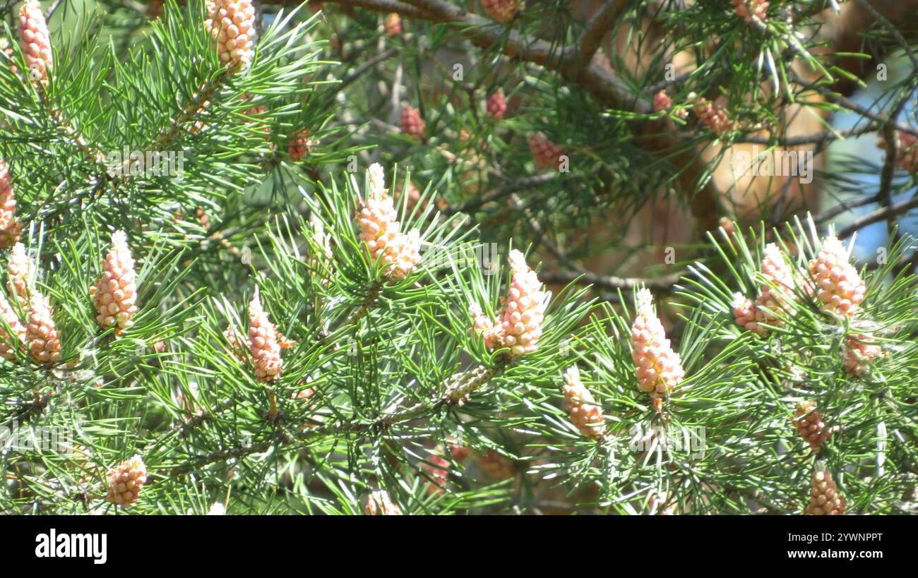 Pinus Sylvestris Rhs Scots pine (Pinus sylvestris Stock Photo - Alamy