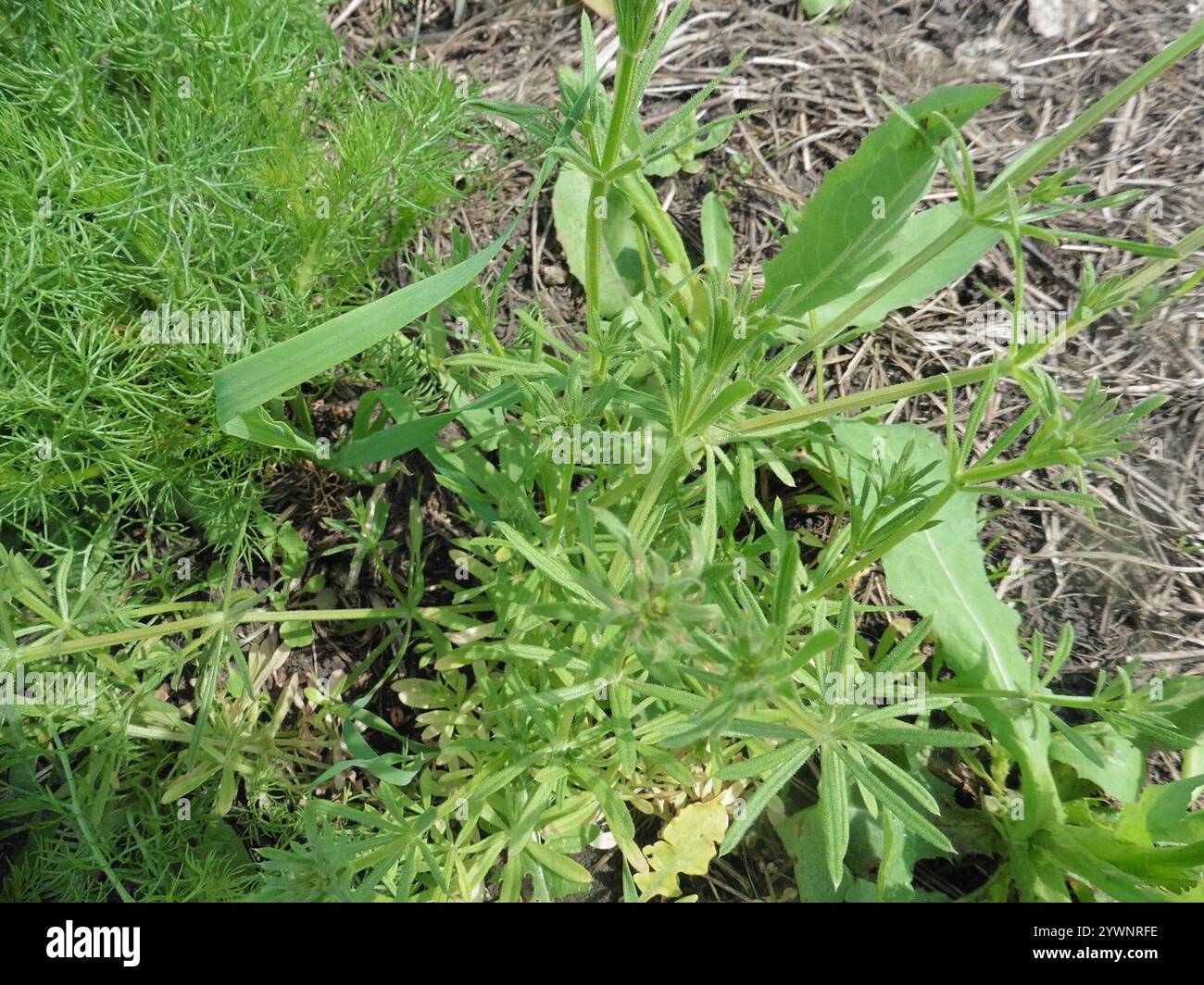 catchweed bedstraw (Galium aparine Stock Photo - Alamy