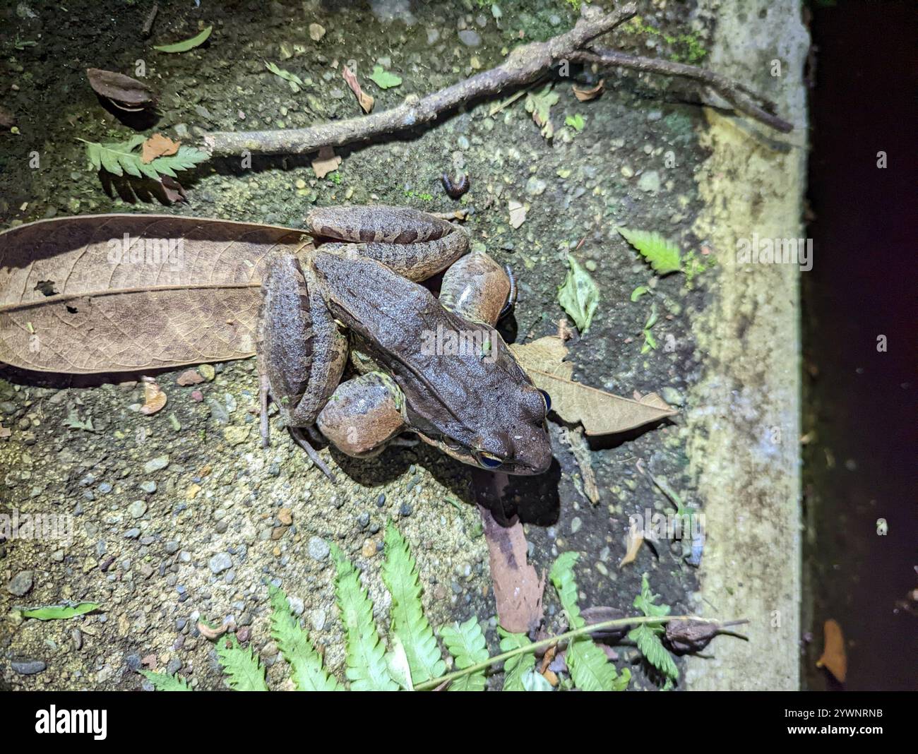 Frogs and Toads (Anura Stock Photo - Alamy