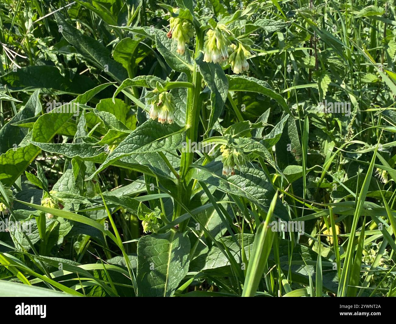 common comfrey (Symphytum officinale Stock Photo - Alamy