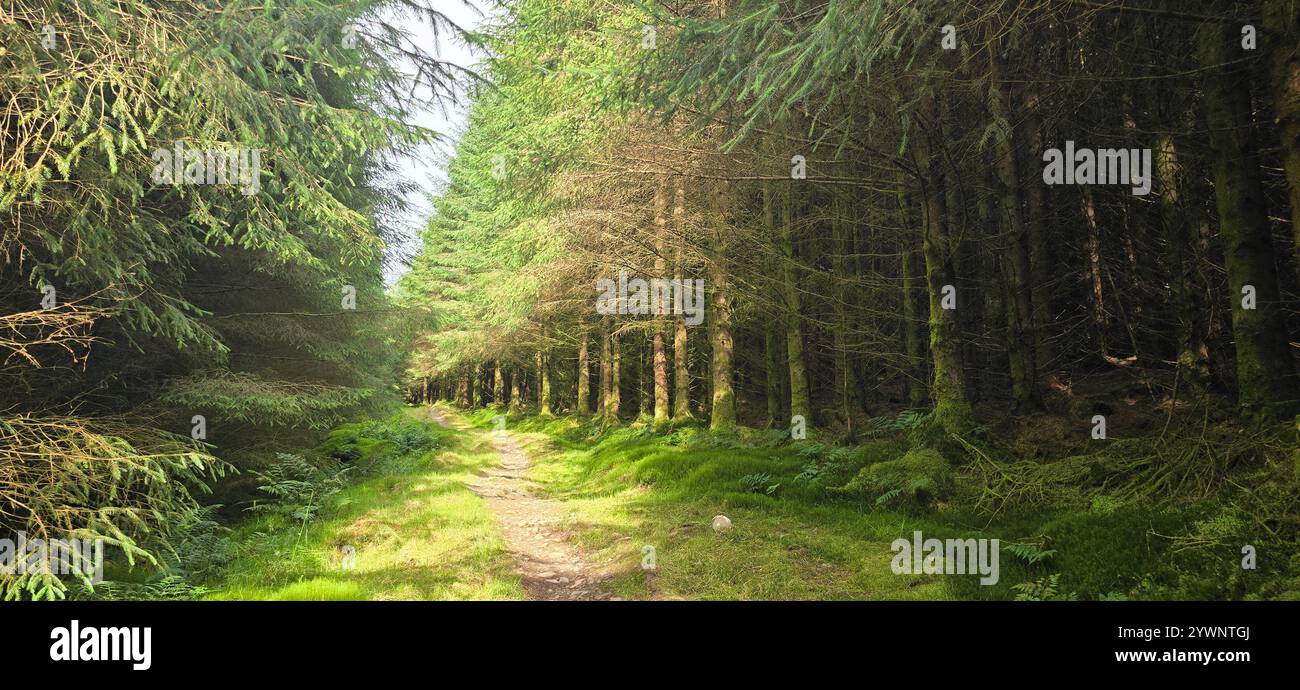 Tree-lined in Ae forest, Ae village, Scotland - Smartphone Captured Stock Image