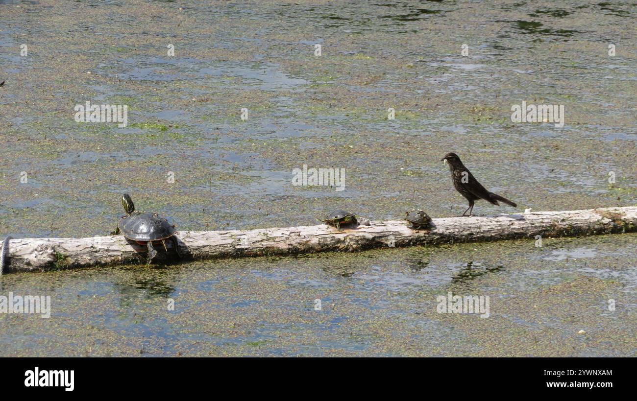 Painted Turtle Chrysemys Picta Stock Photo Alamy