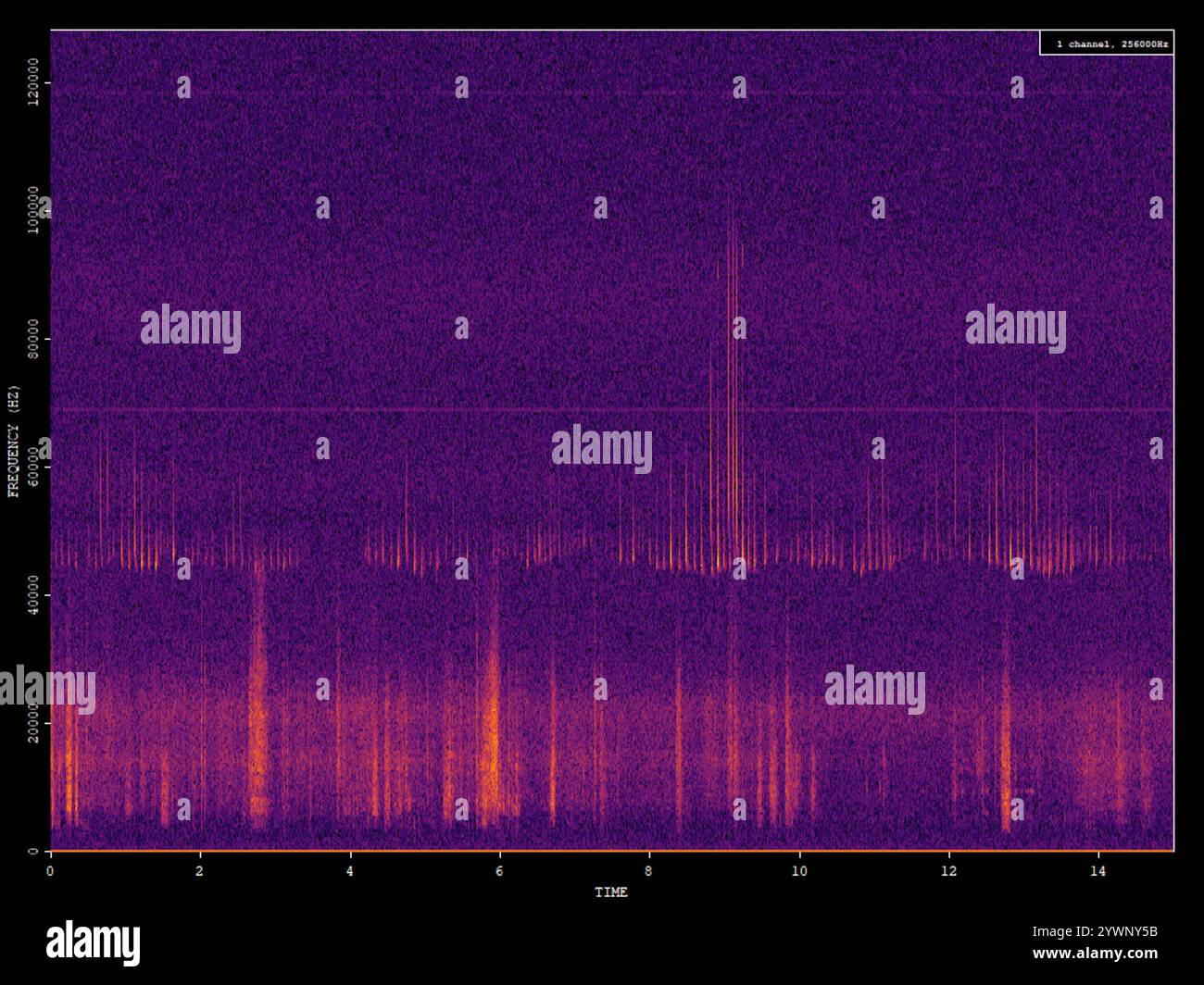 Common Pipistrelle (Pipistrellus pipistrellus Stock Photo Alamy
