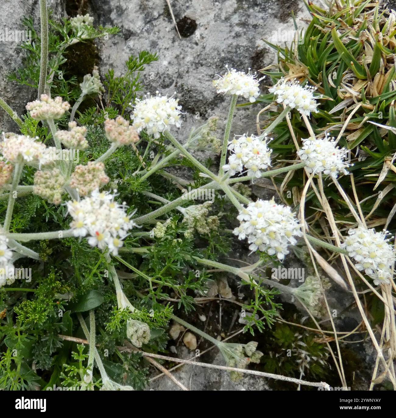 Candy Carrot (Athamanta cretensis Stock Photo - Alamy