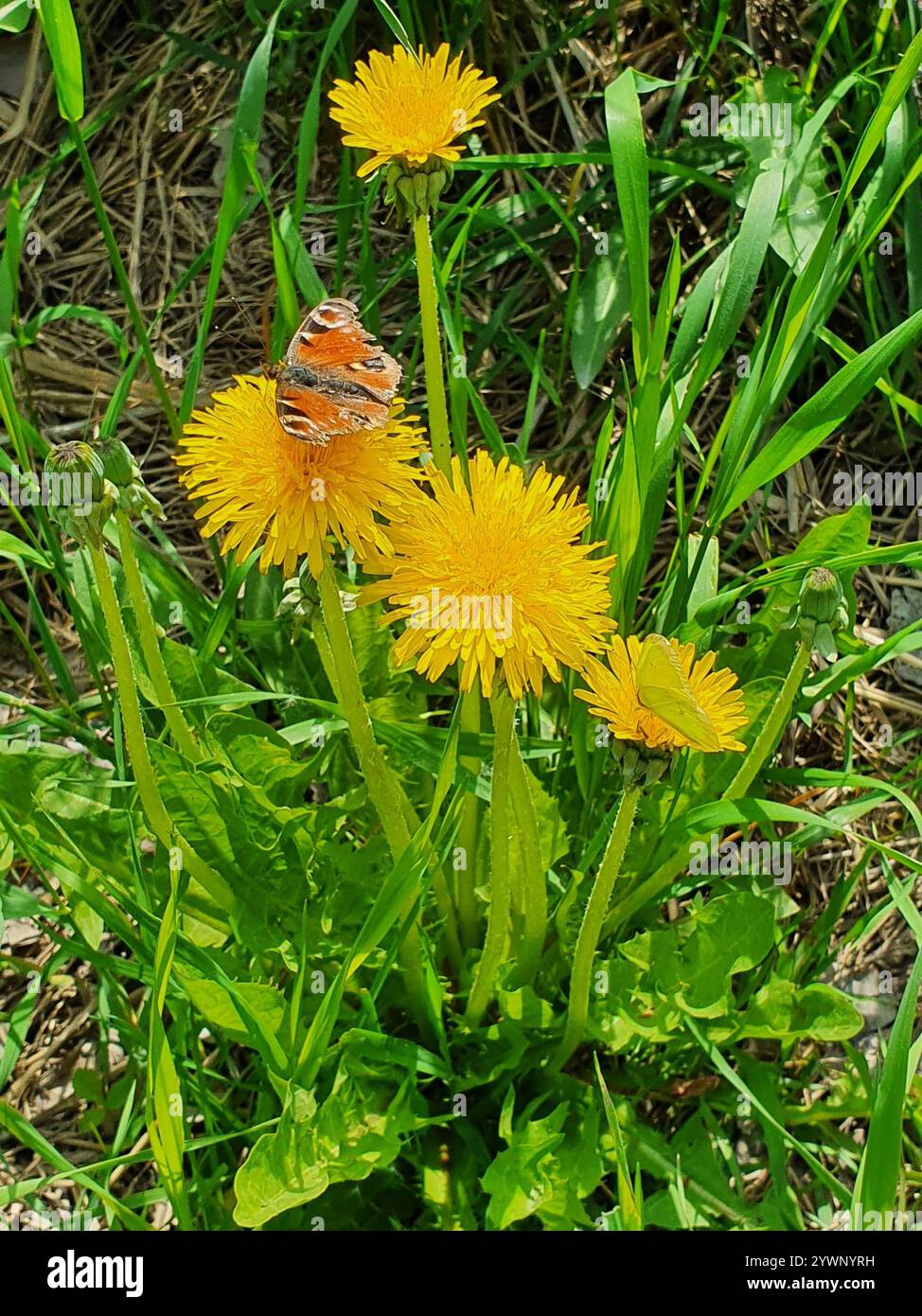 European Peacock Butterfly (Aglais io Stock Photo - Alamy