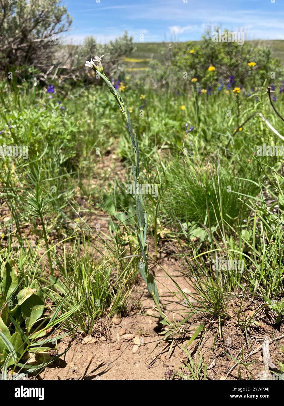 drummond's rockcress (Boechera stricta Stock Photo - Alamy