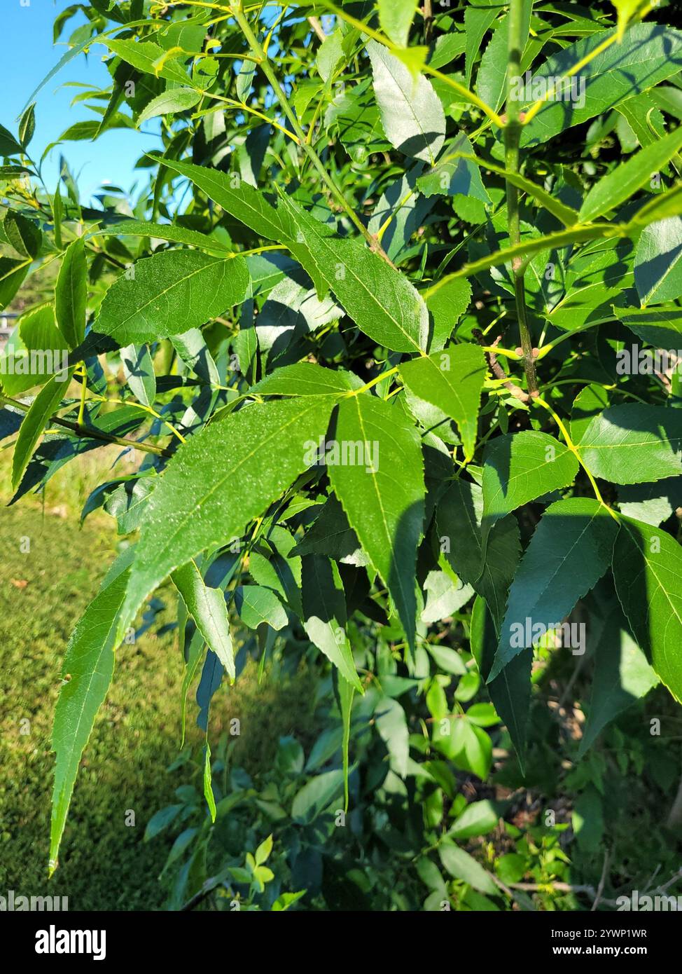 green ash (Fraxinus pennsylvanica Stock Photo - Alamy