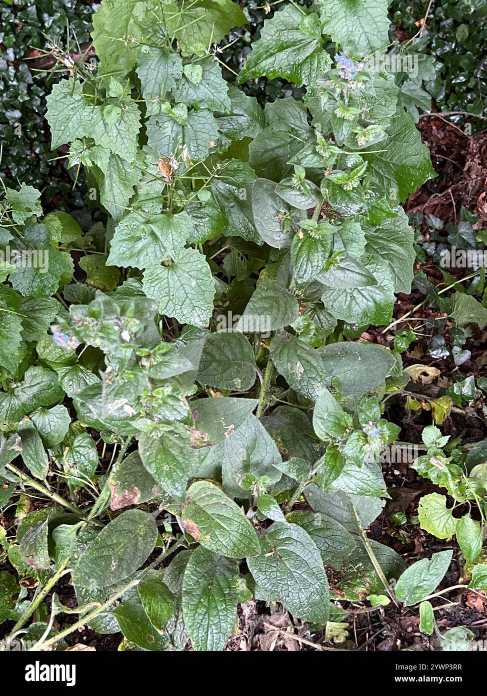 Green Alkanet (Pentaglottis sempervirens Stock Photo - Alamy